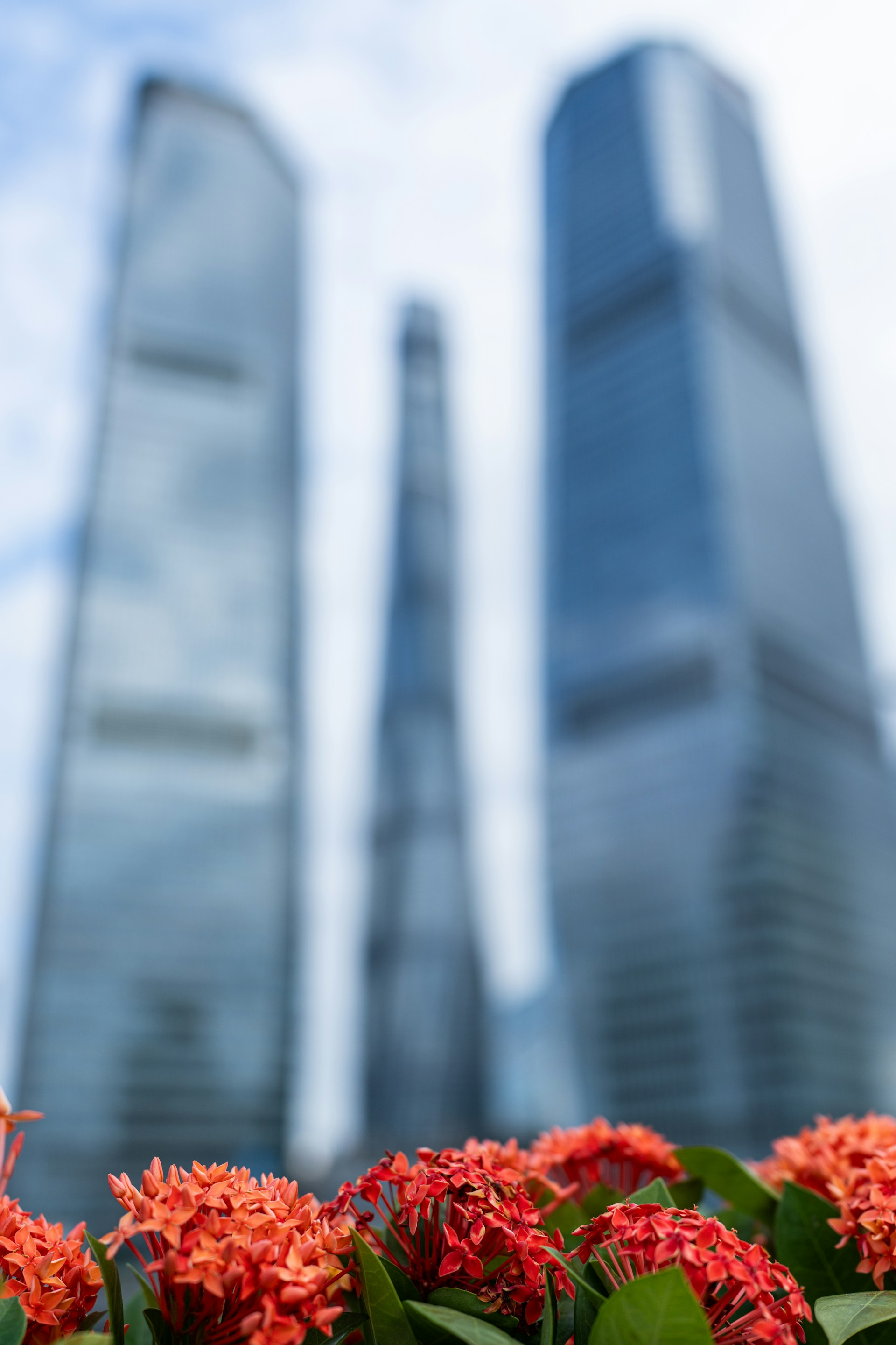 Red flowers in front of blurred modern skyscrapers.