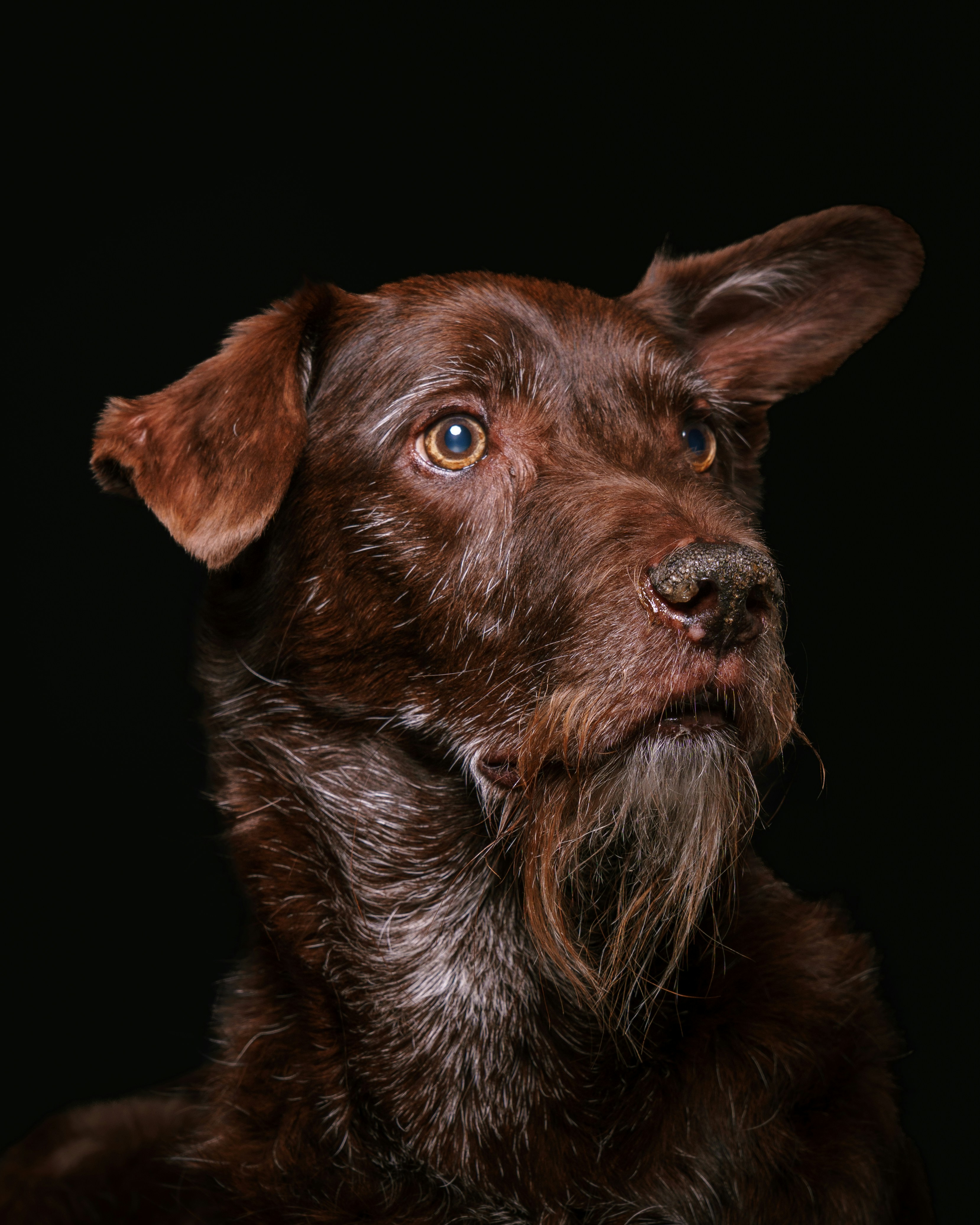 A brown dog with floppy ears and a beard