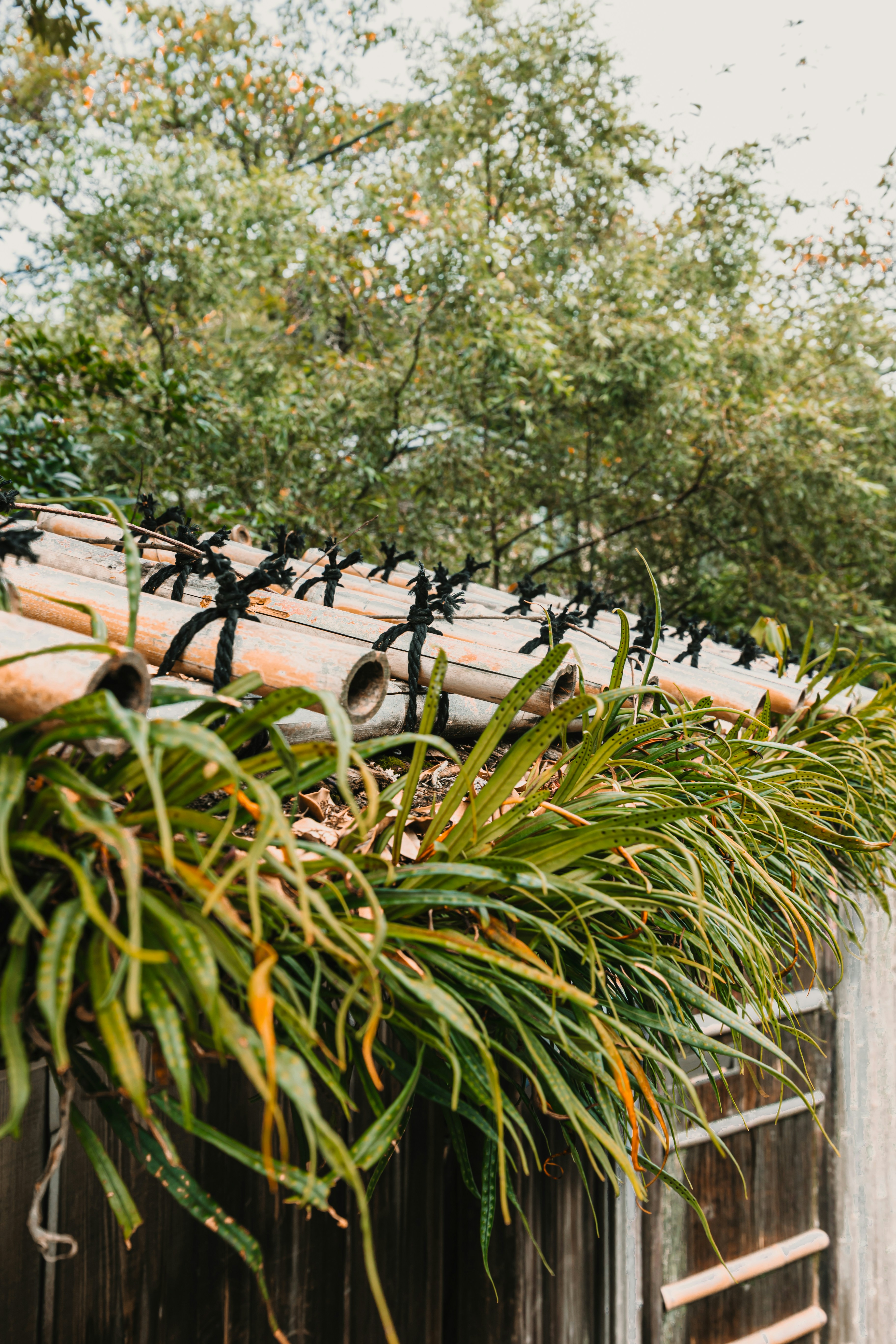 Bamboo roof with lush green plants growing on it.