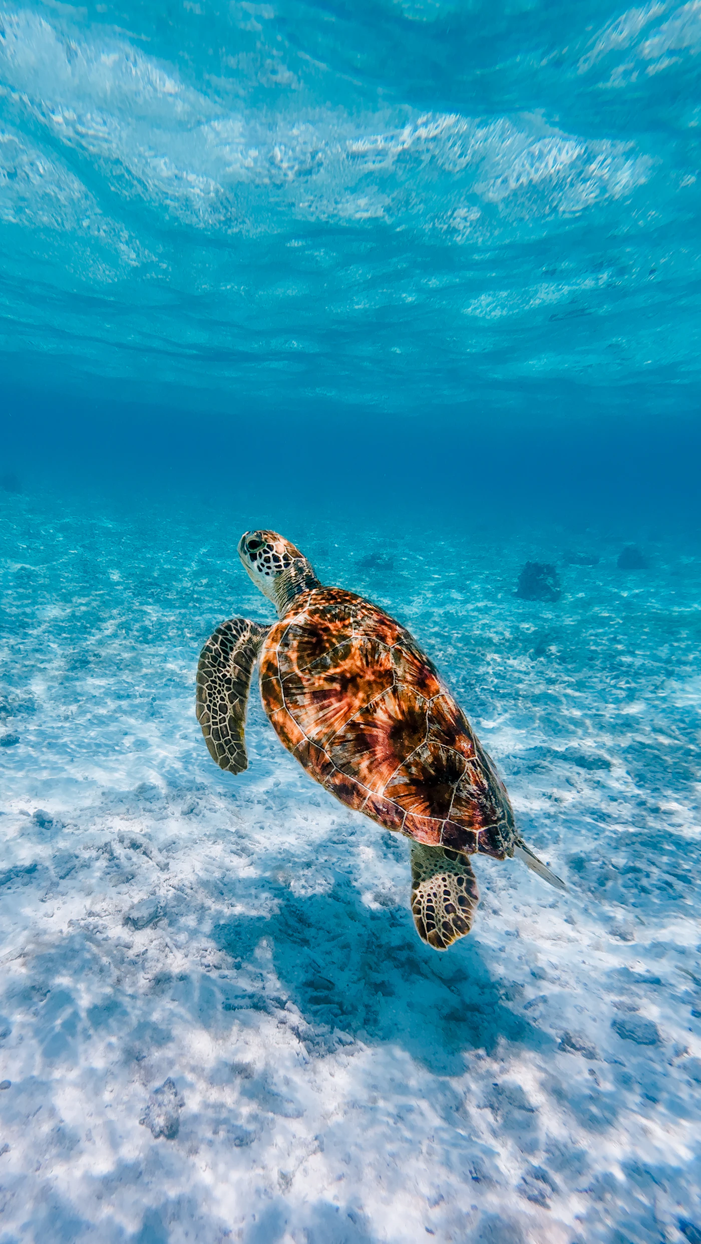 Critter Republic Dive Resort 풍경