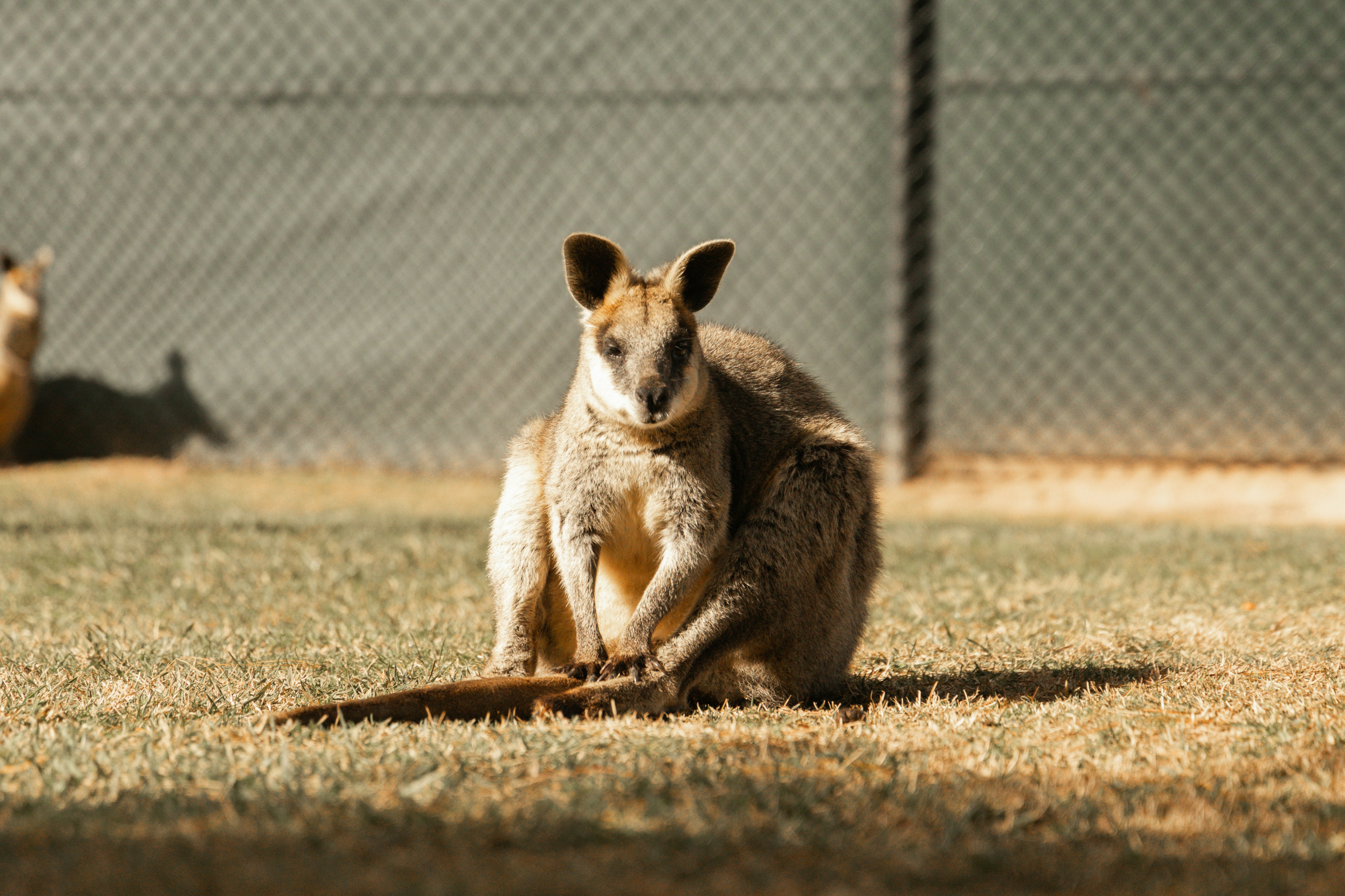 A wallaby sits on dry grass in sunlight.