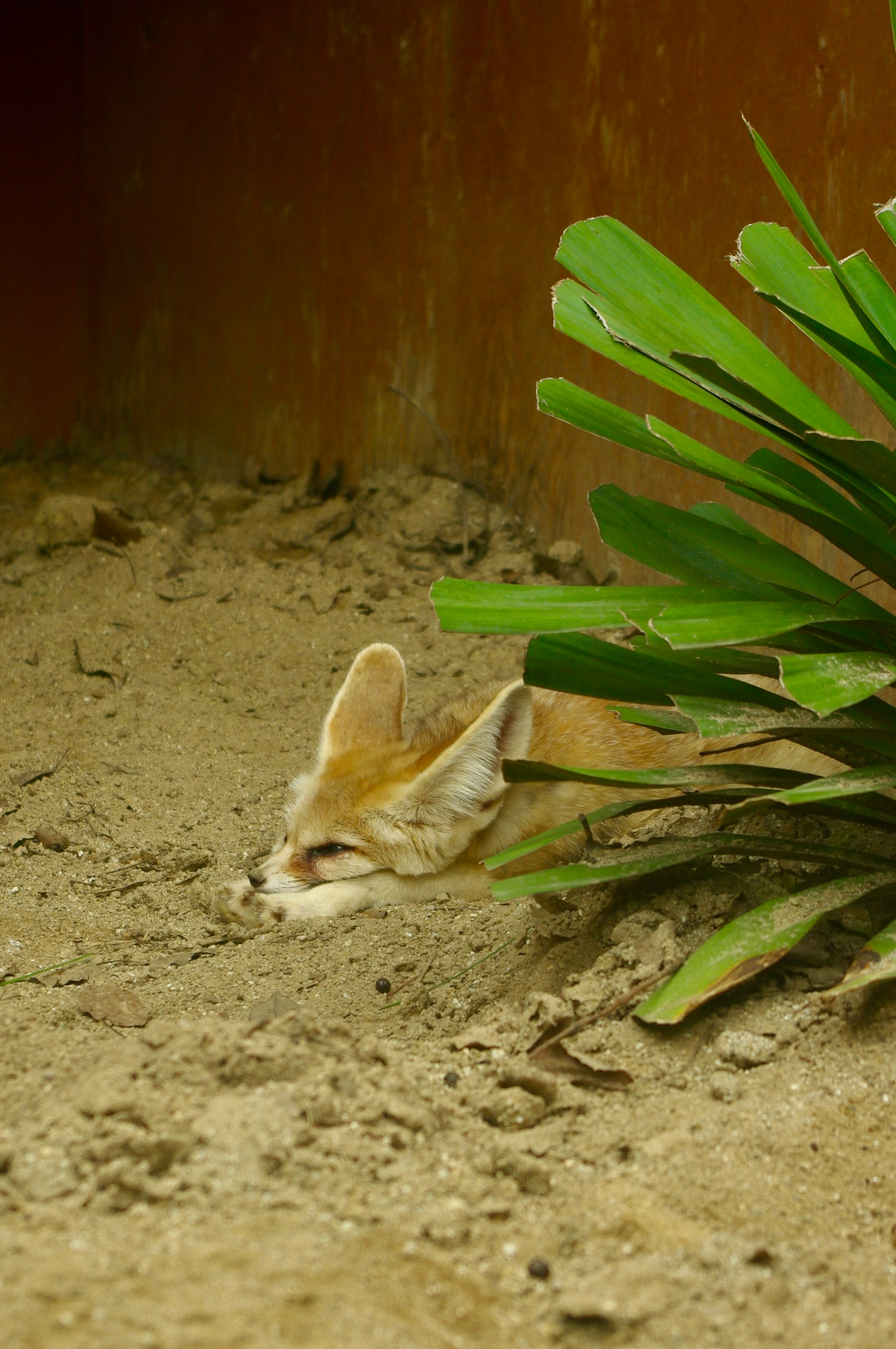 A fennec fox peeking from behind green leaves.