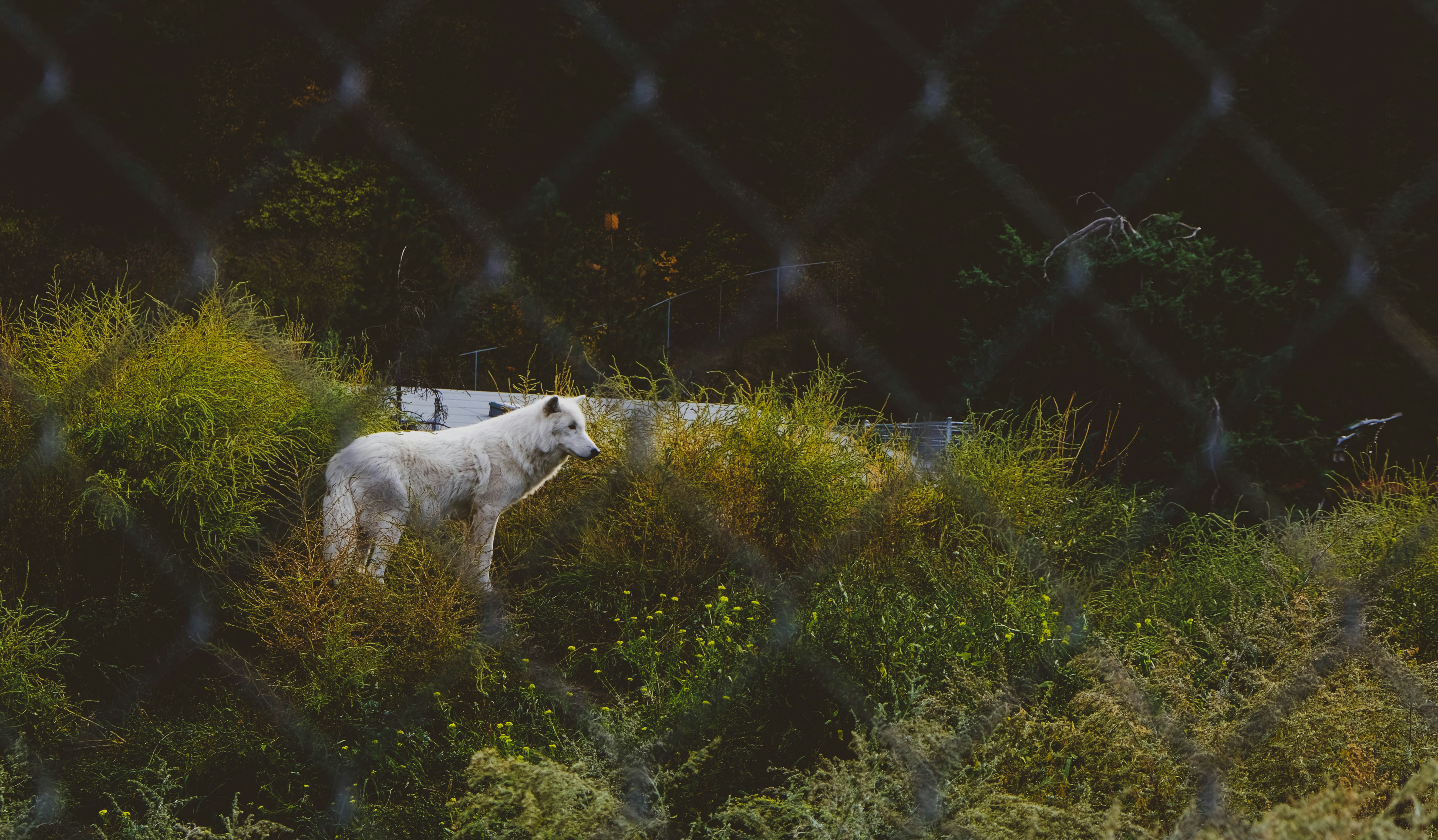 White wolf stands in tall green grass.