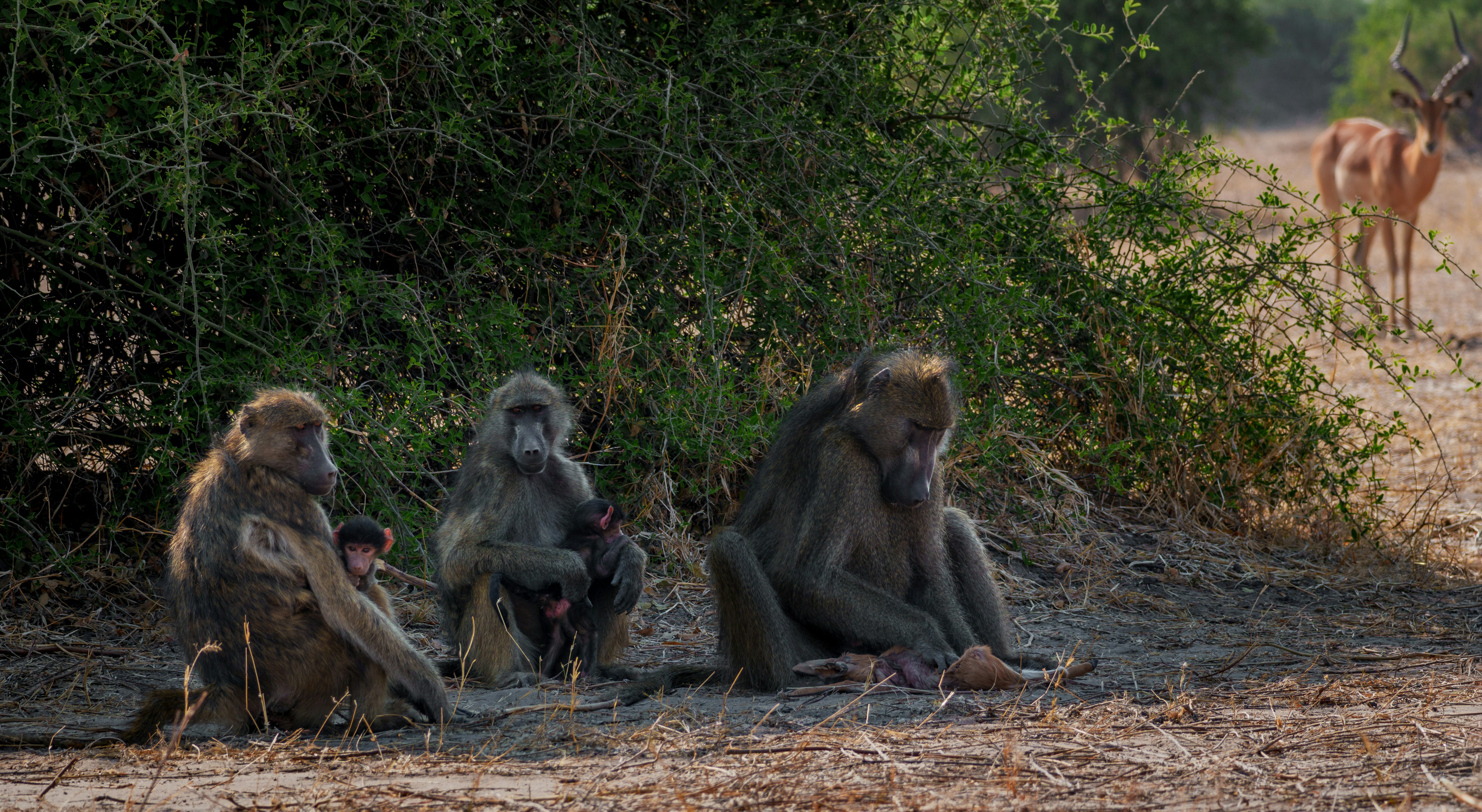 wilderness survival wallpaper, wallpaper, Wilderness Gear Repair: A Practical Guide 4