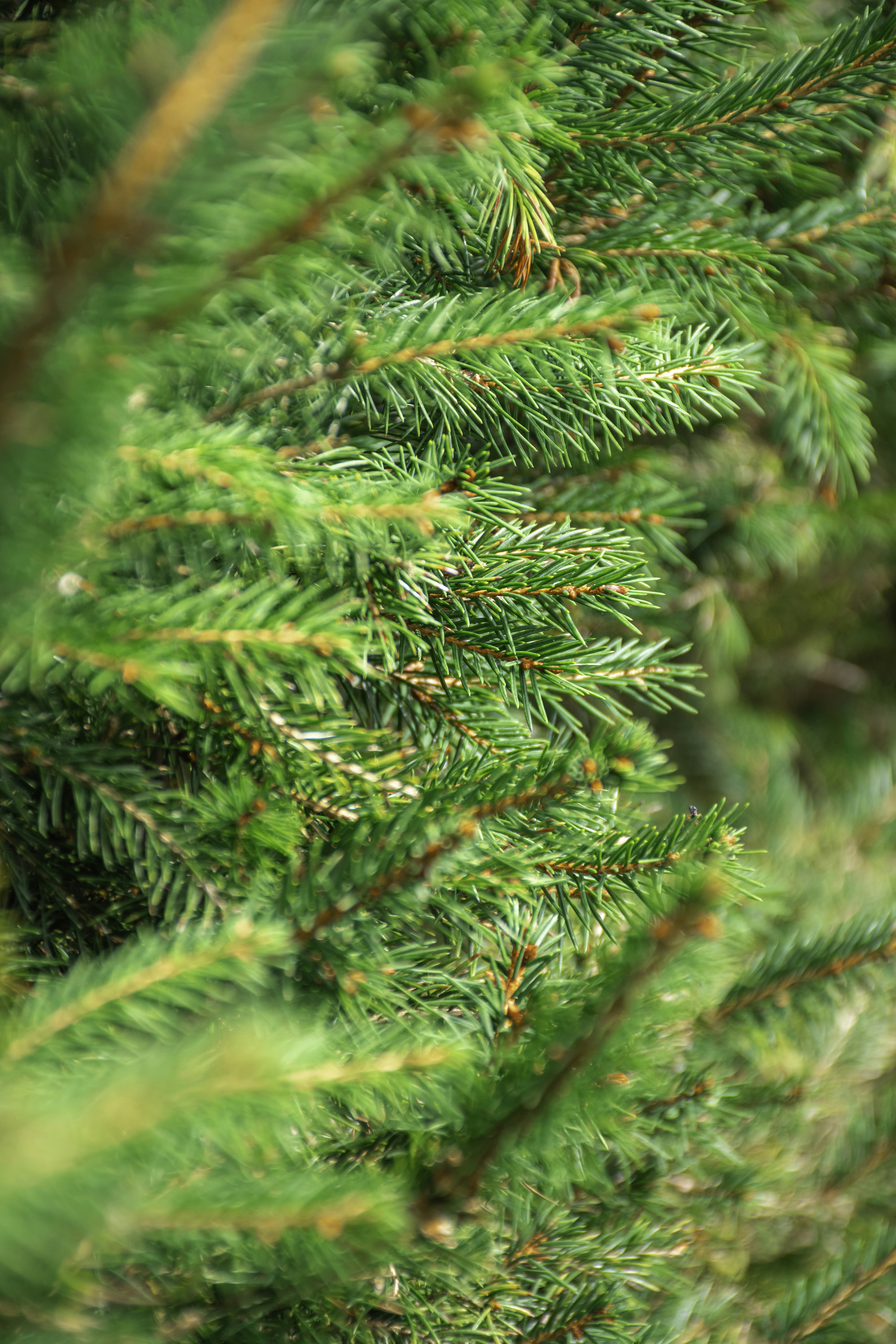 Photo by adam_skrinnikoff