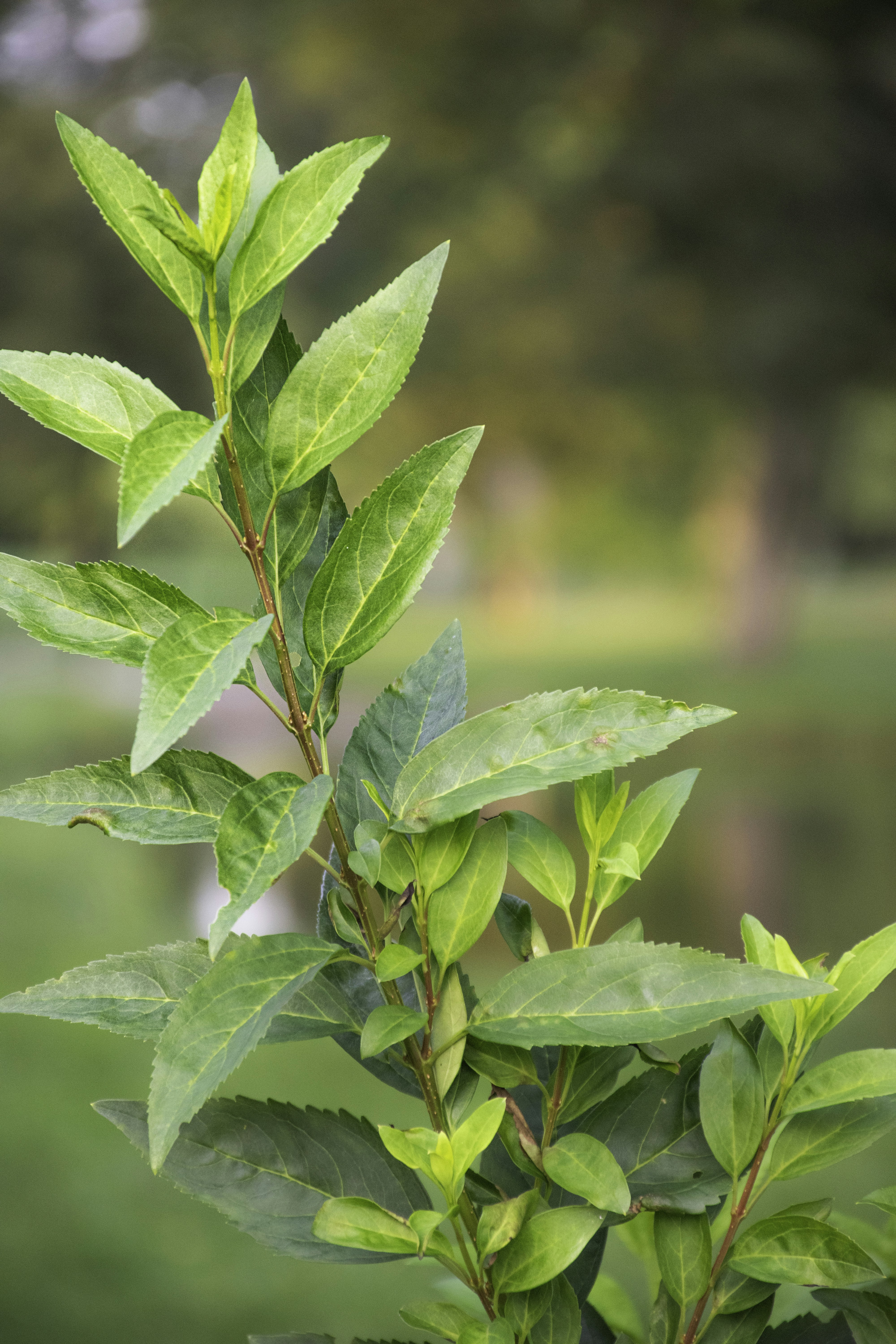 Photo by adam_skrinnikoff