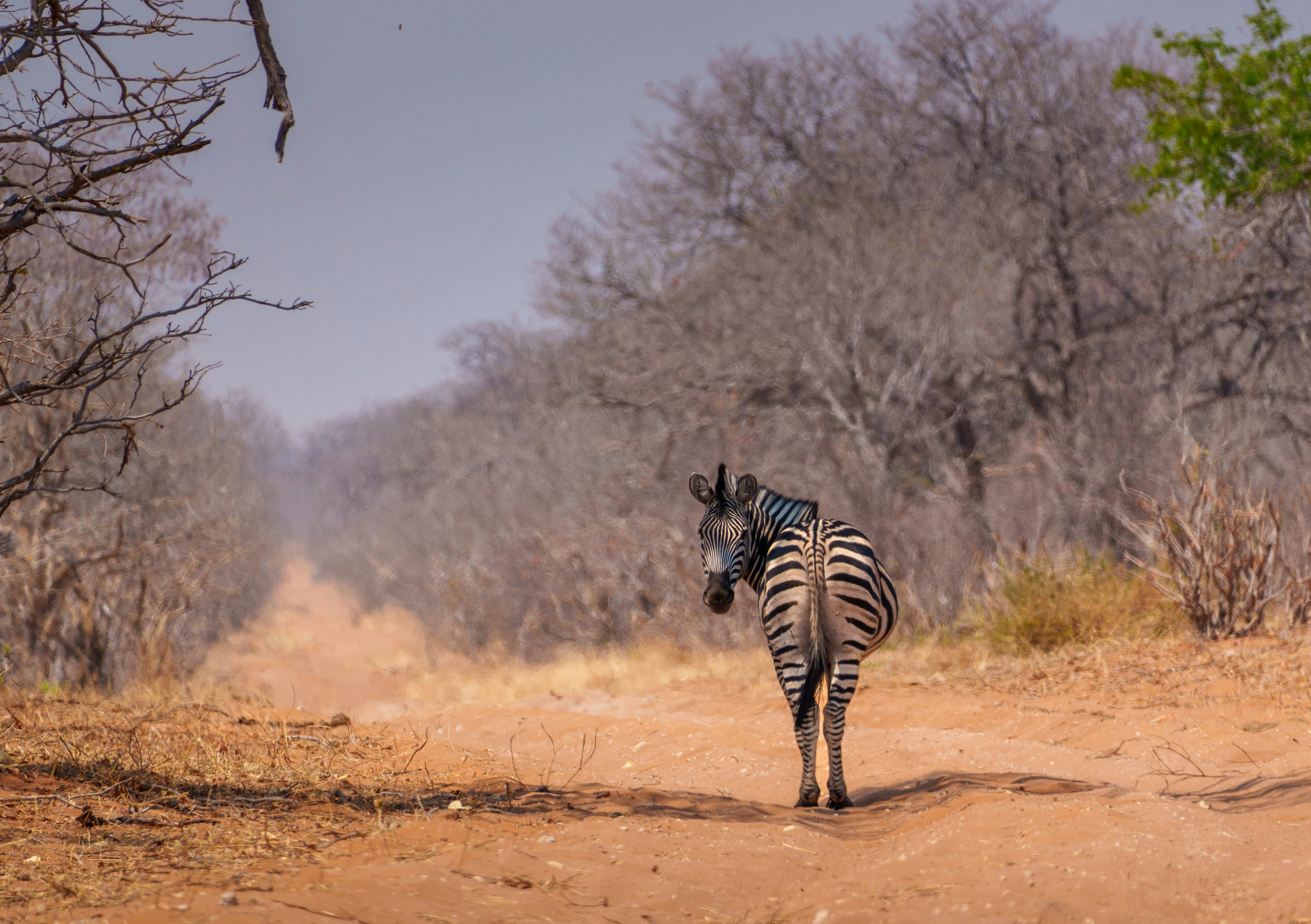 The Best Safari Seasons for Travelers Who Want Fewer Crowds and Better Value