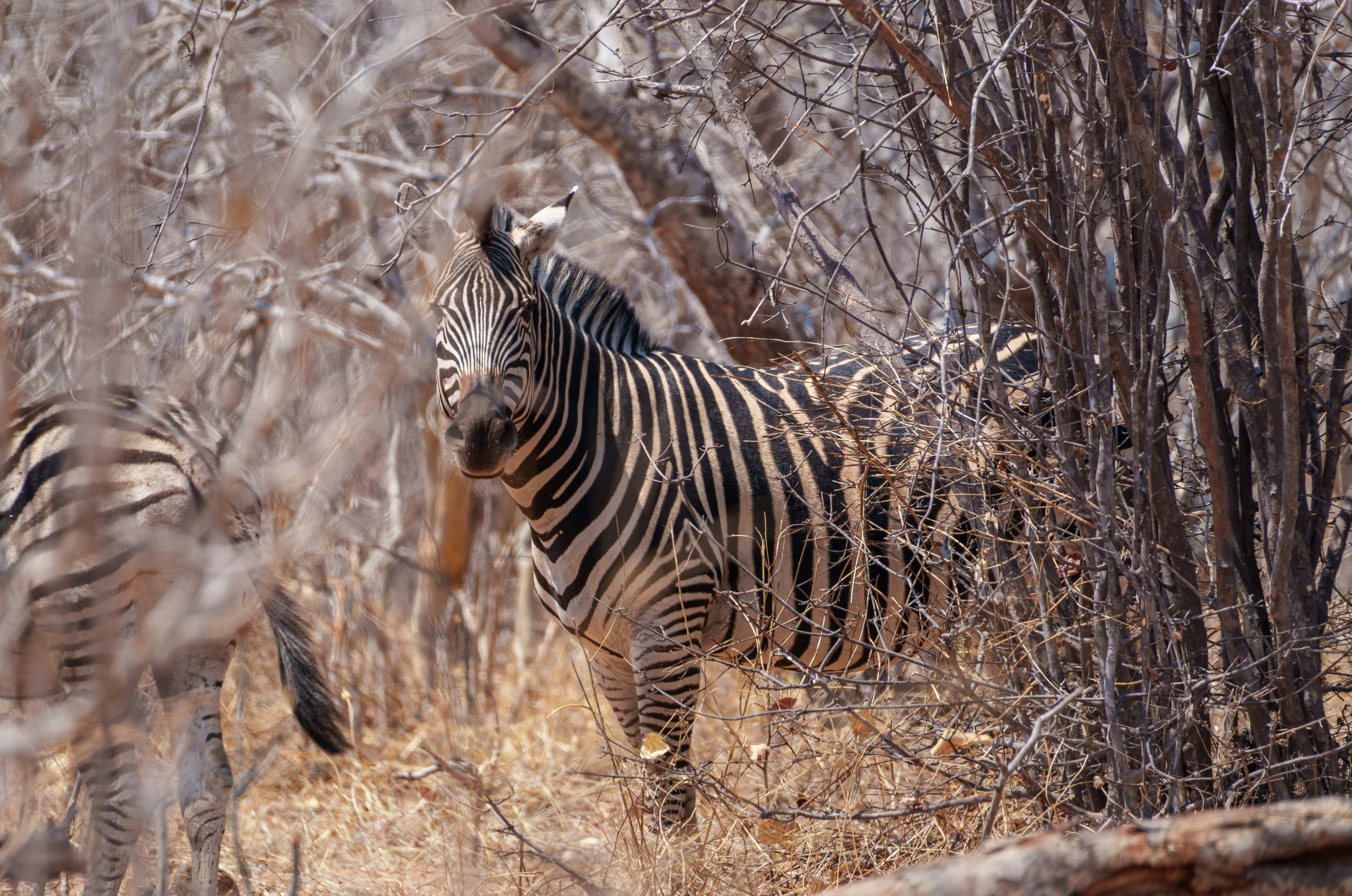 Zebra stands in dry brush and trees.