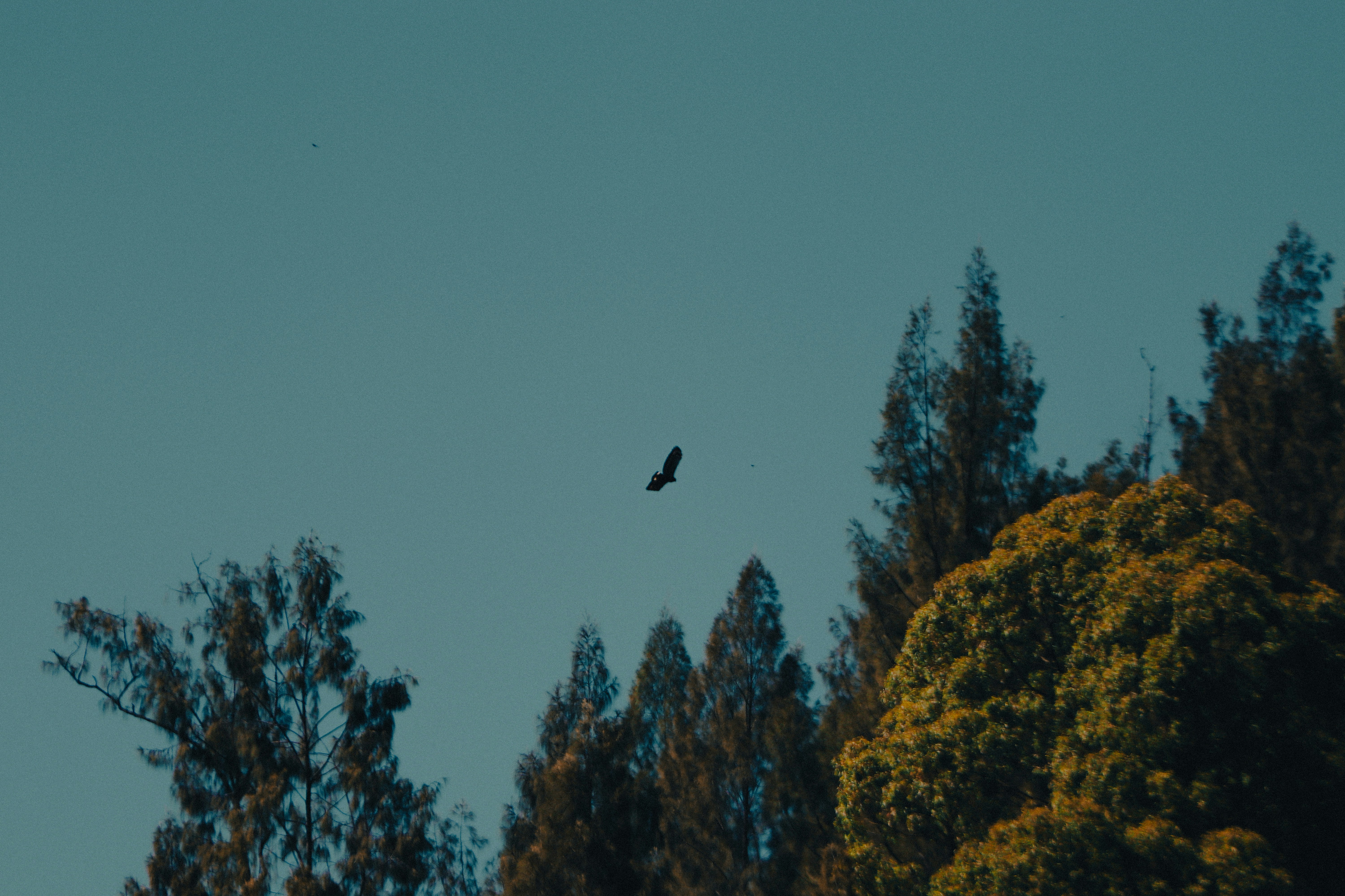 A bird of prey soars in a clear blue sky.