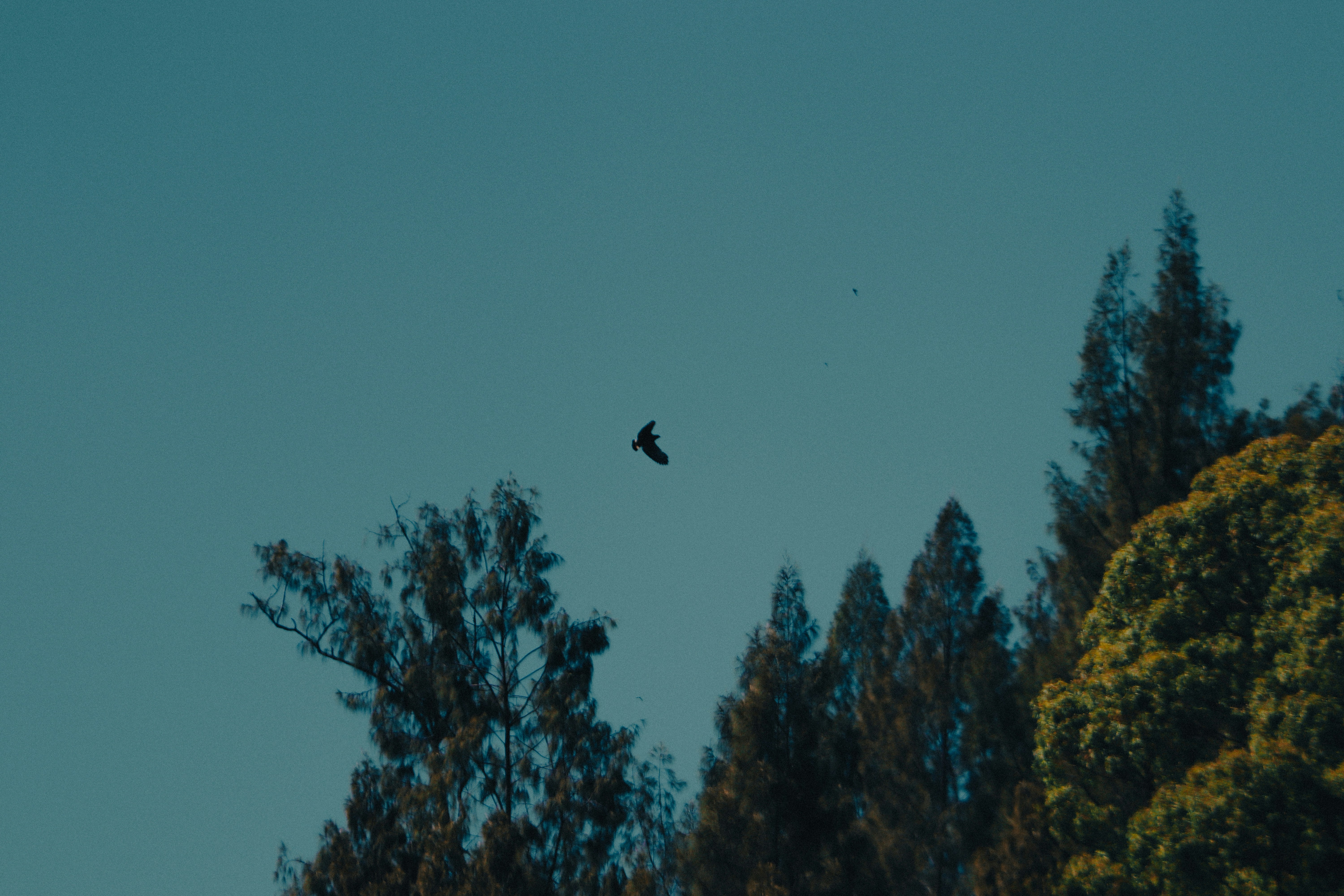 A bird soars in the clear blue sky.