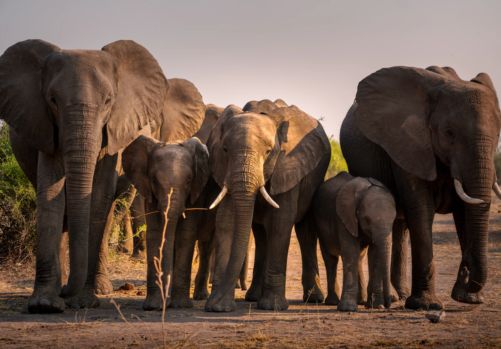 Belmond Savute Elephant Lodge: A Front-Row Seat to Chobe's Elephant Herds