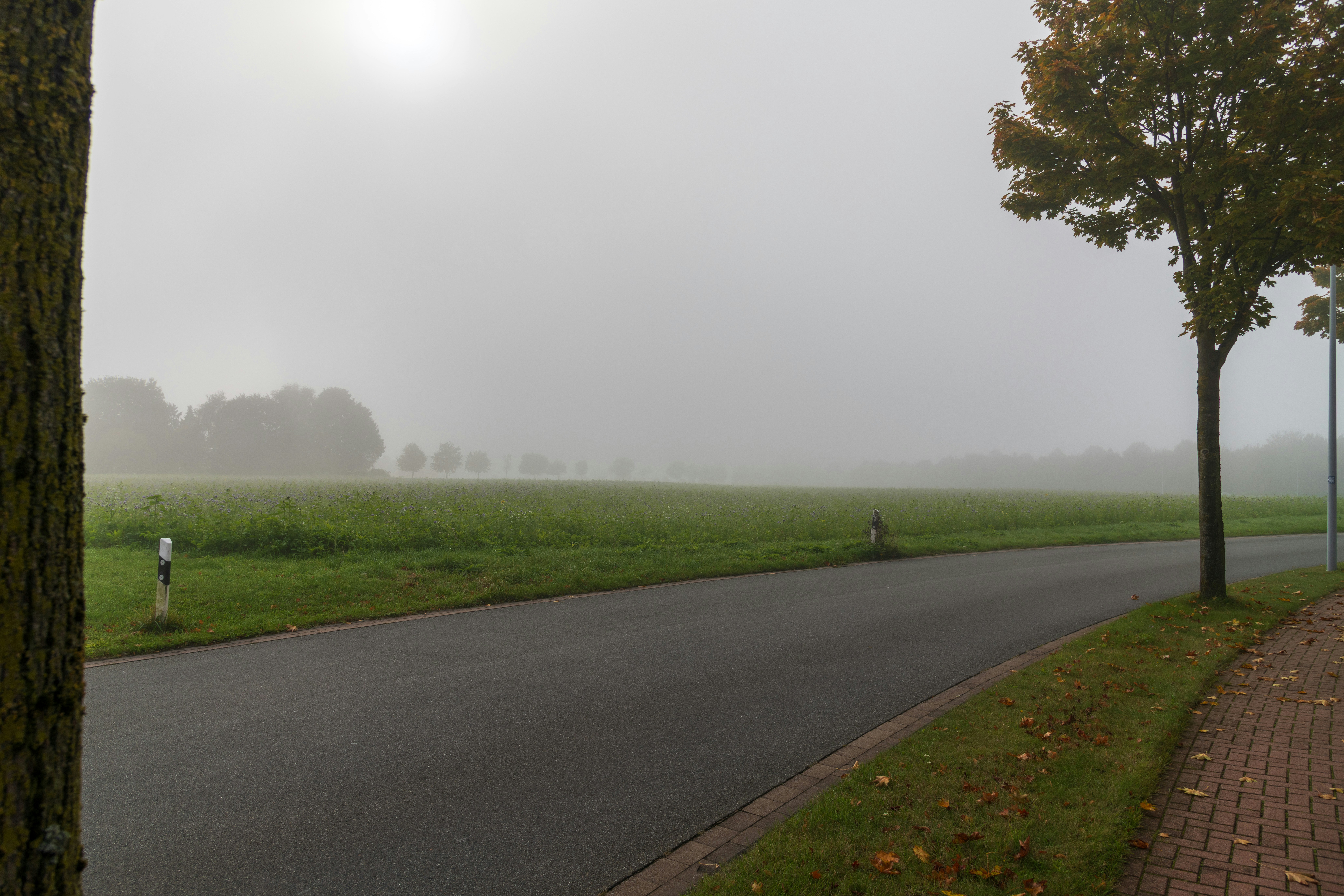 Nebel am Feld