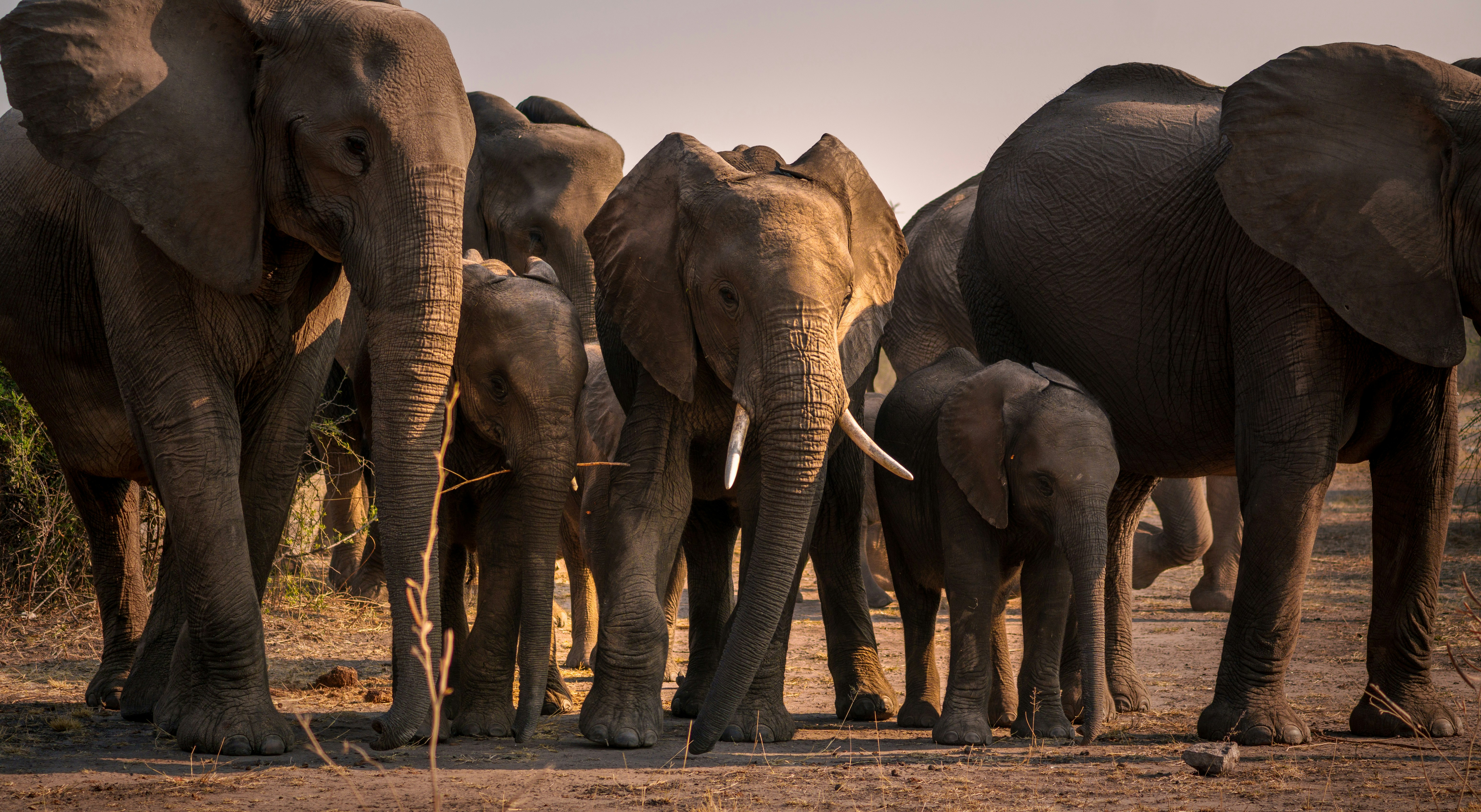 A herd of elephants walks together in a dry landscape.