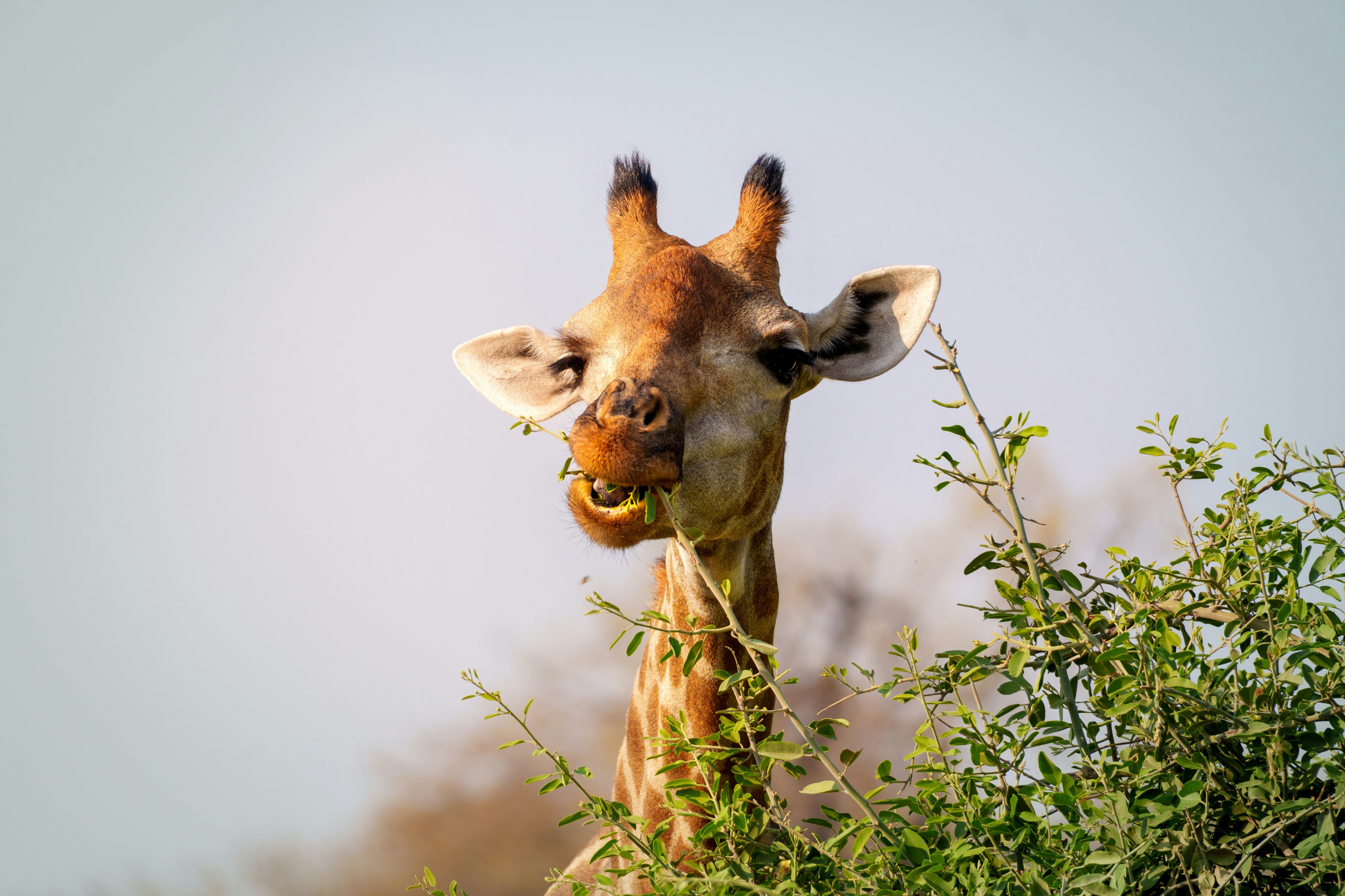 Giraffe eating leaves from a green bush.