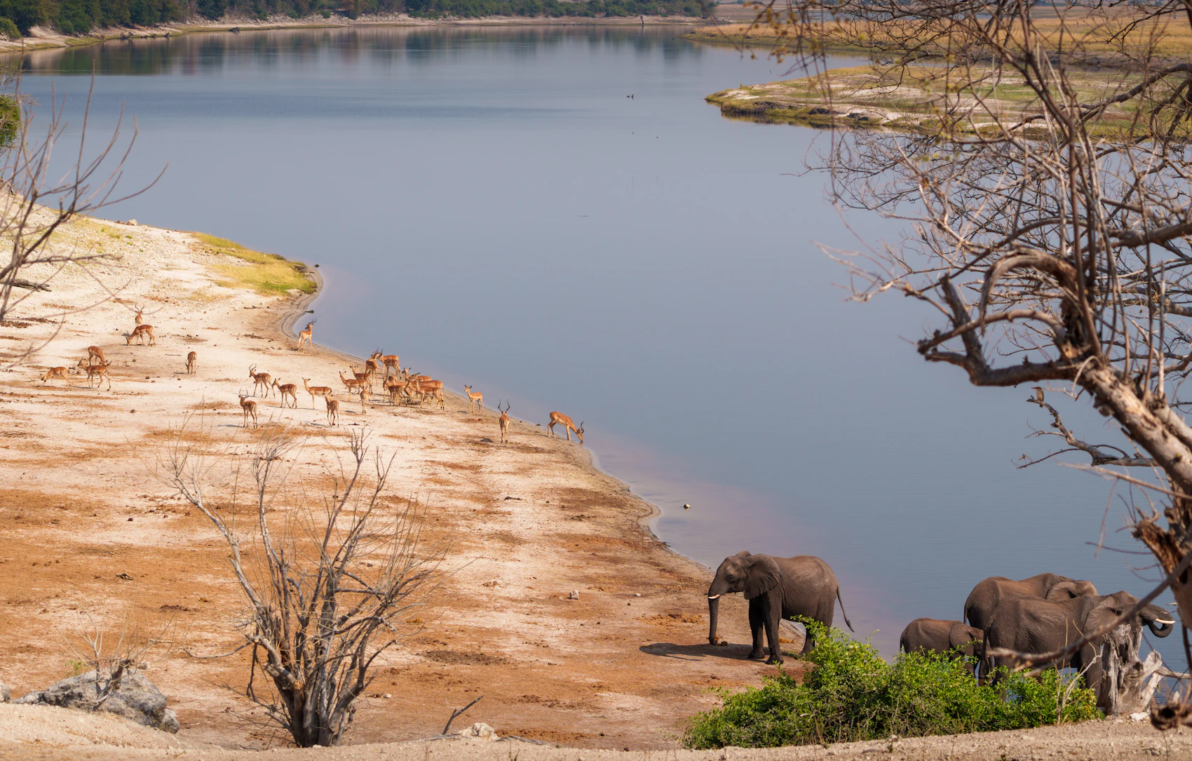 Elephants and antelope gathered beside the Chobe River