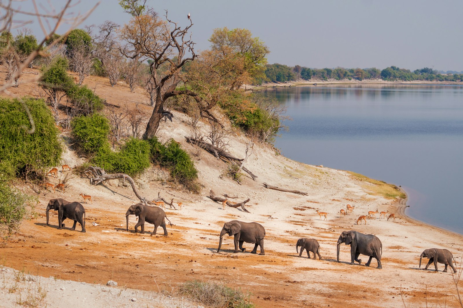 A family of elephants filing along a sandy bank of the Chobe River, with impala grazing nearby