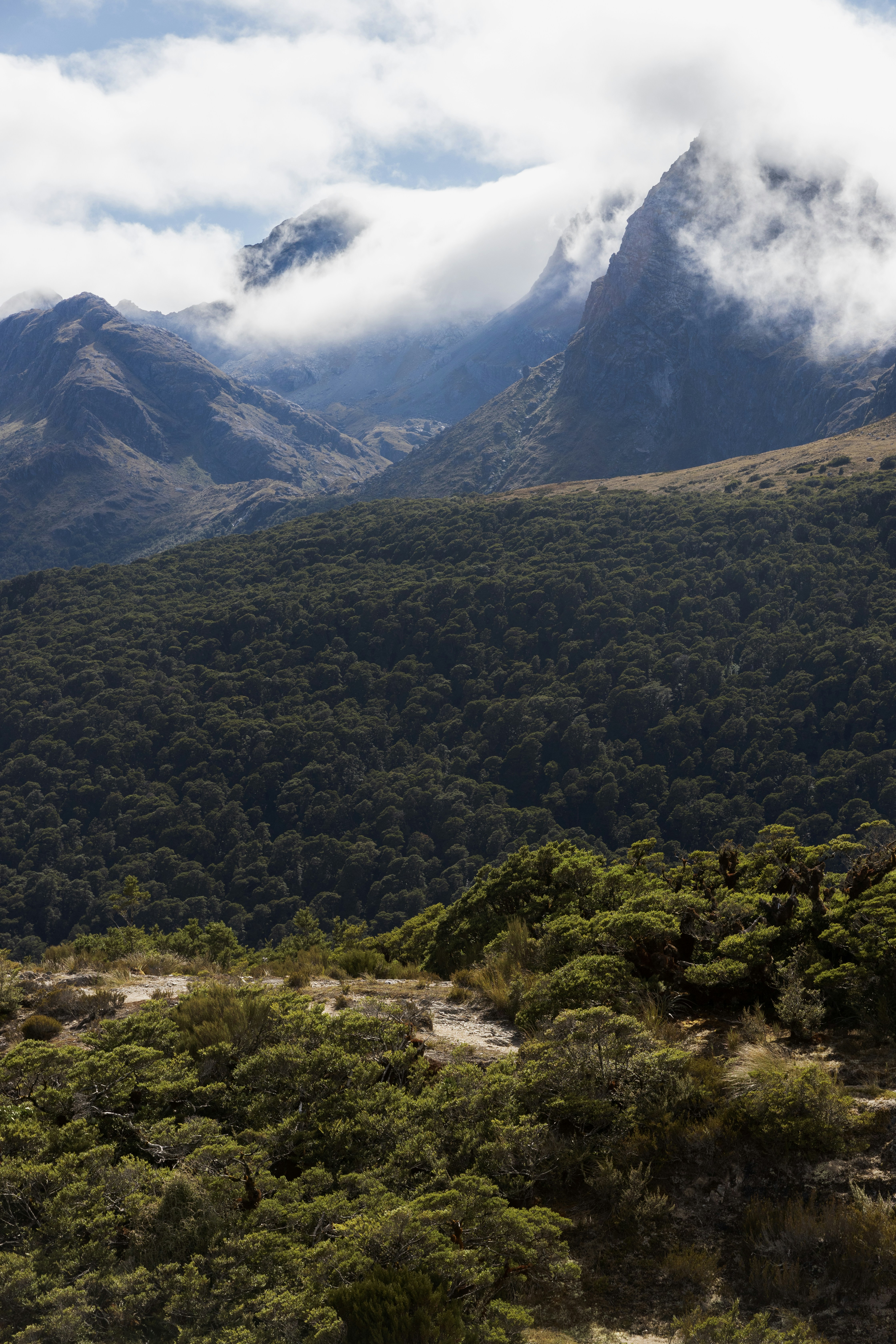 Picos brumosos de montañas sobre un denso dosel forestal.