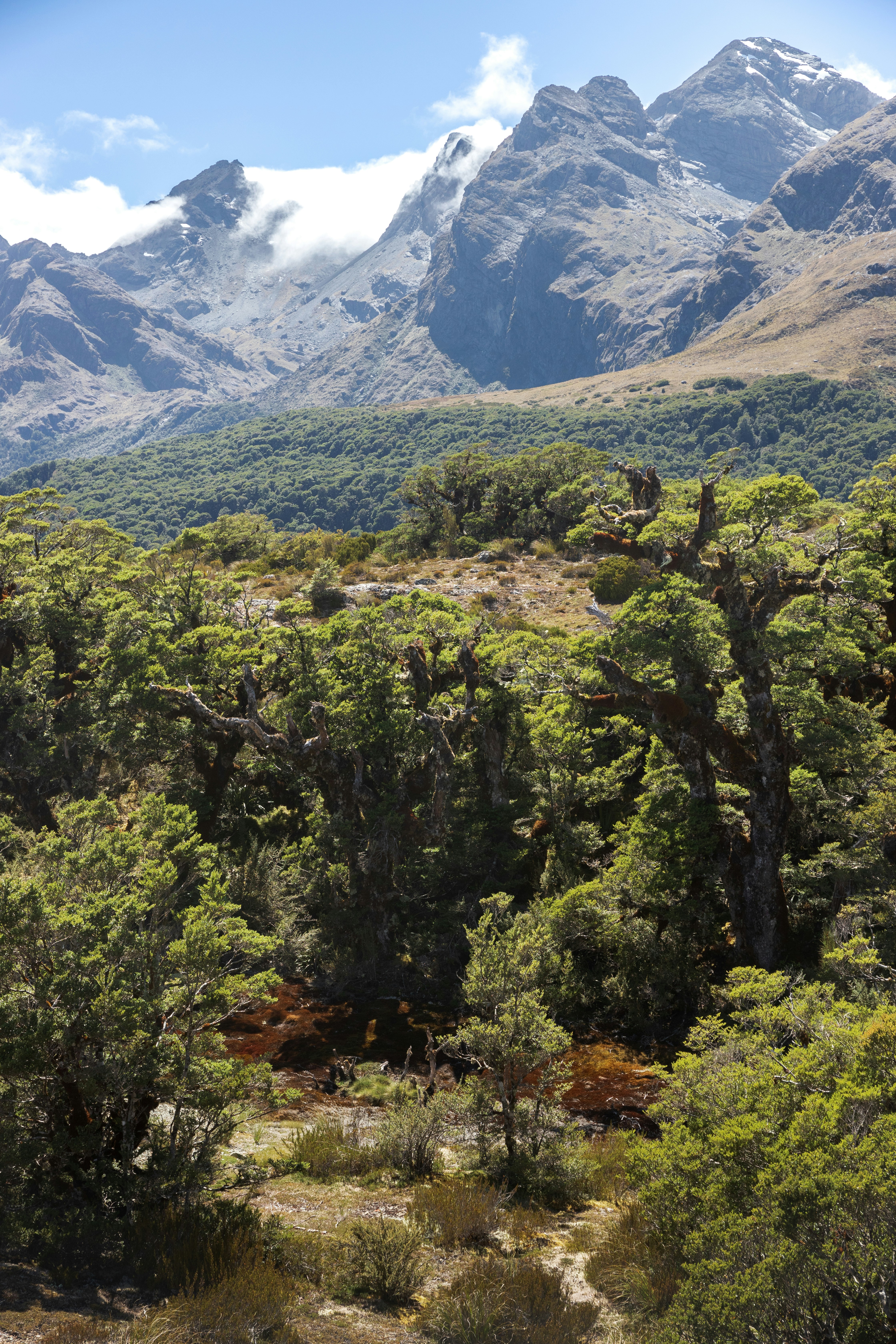 Exuberante bosque verde frente a escarpados picos montañosos.