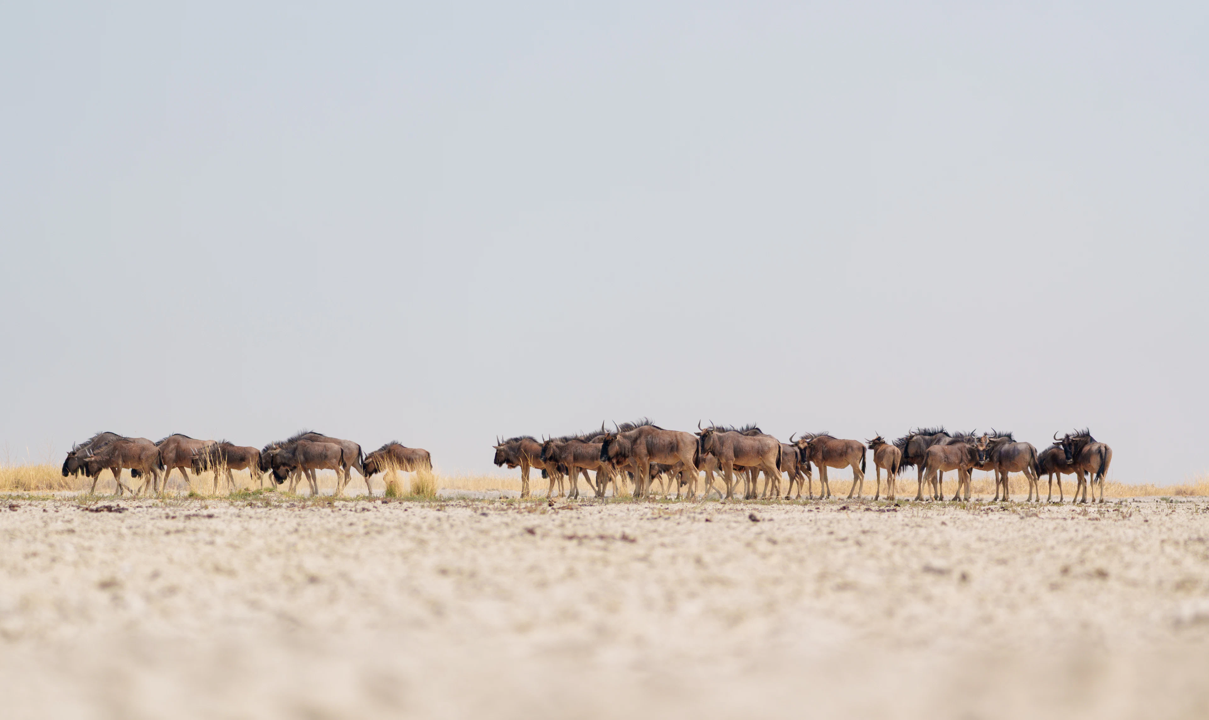 A herd of wildebeest on the edge of a salt pan, Botswana