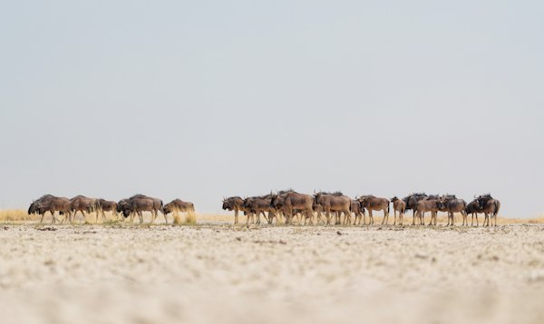 Zebras strung across the pan — Makgadikgadi Pans, Botswana