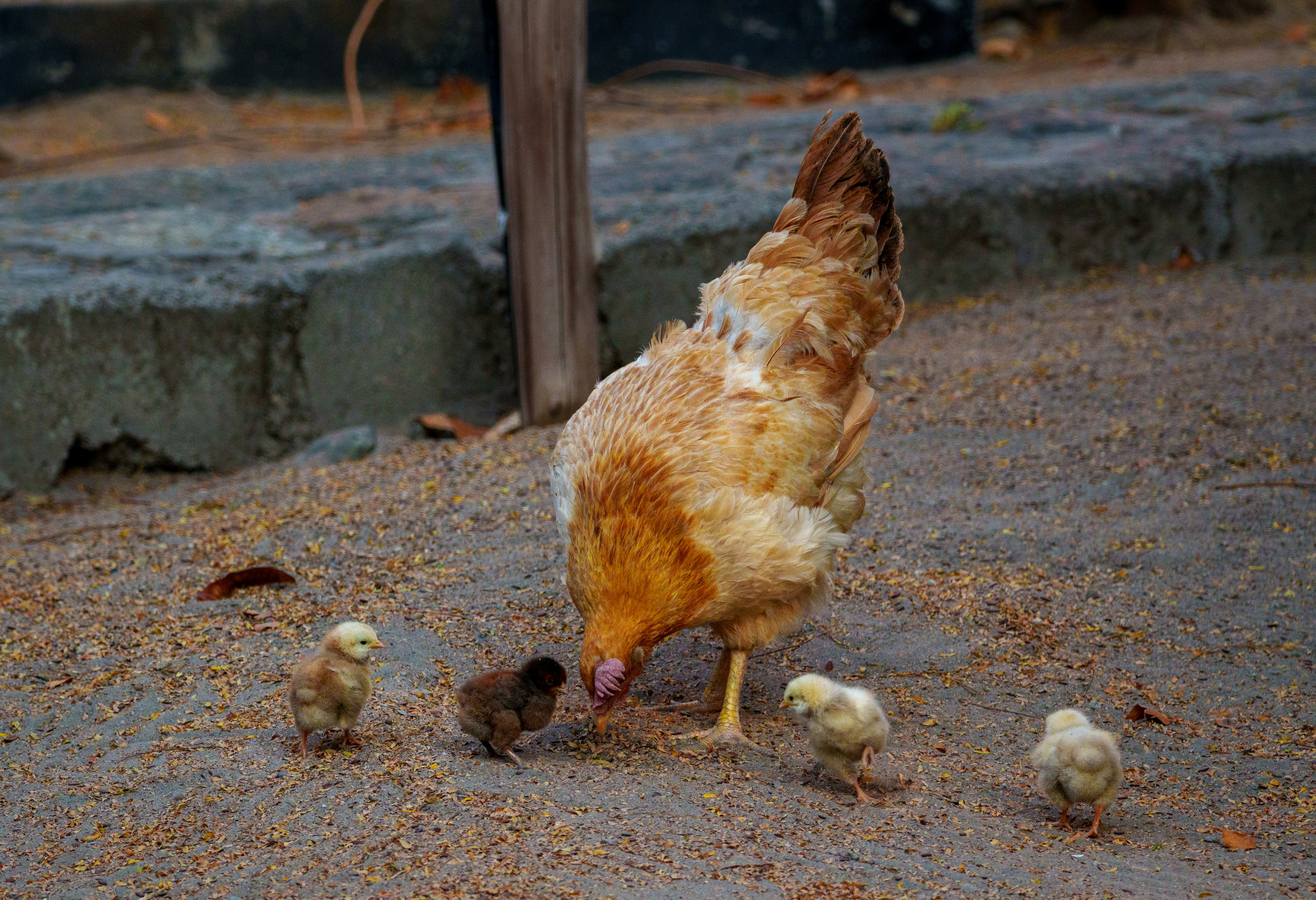 Mother hen with chicks