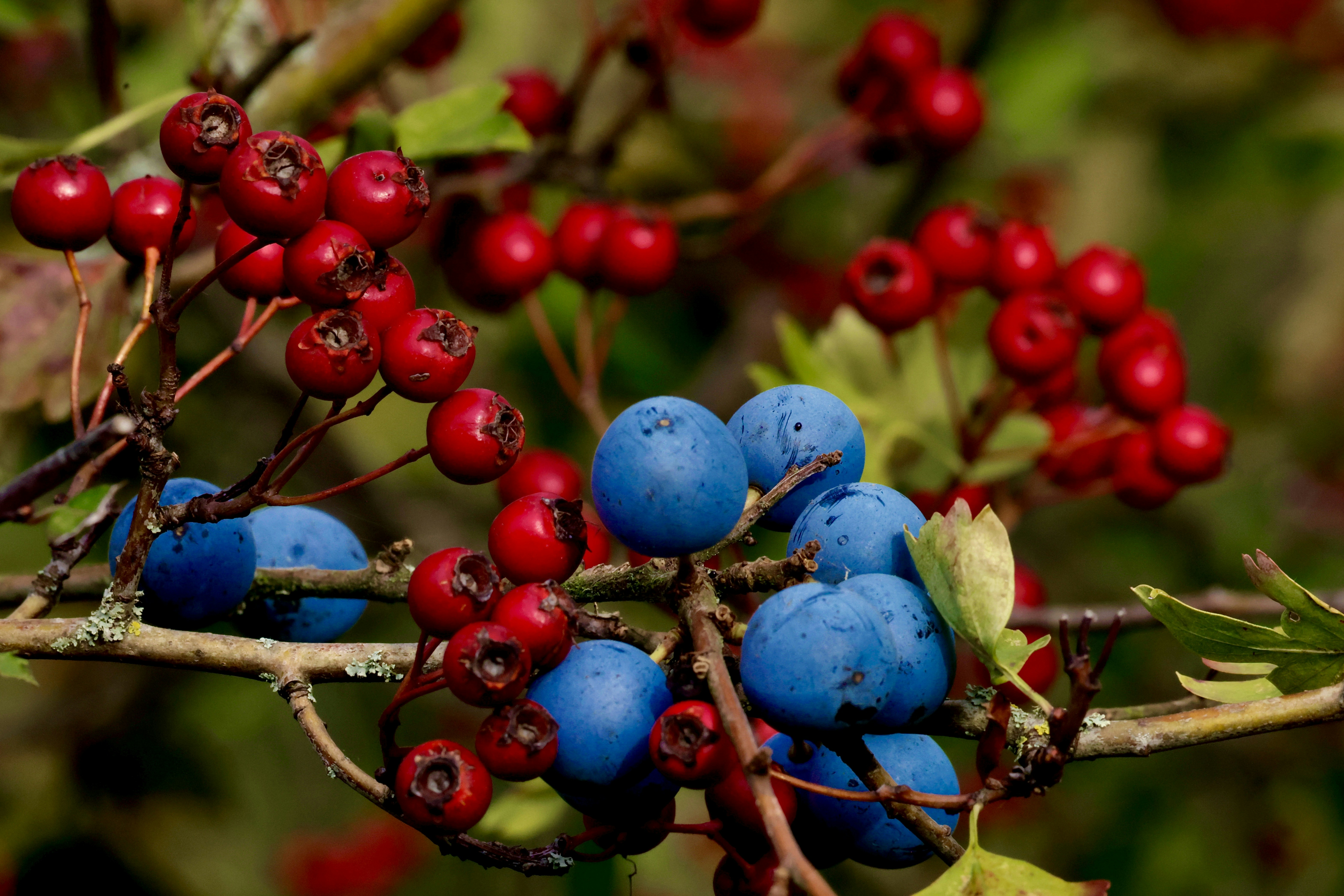 Is Hawthorn Berry Actually Good for Your Heart? A Practitioner's Honest Take