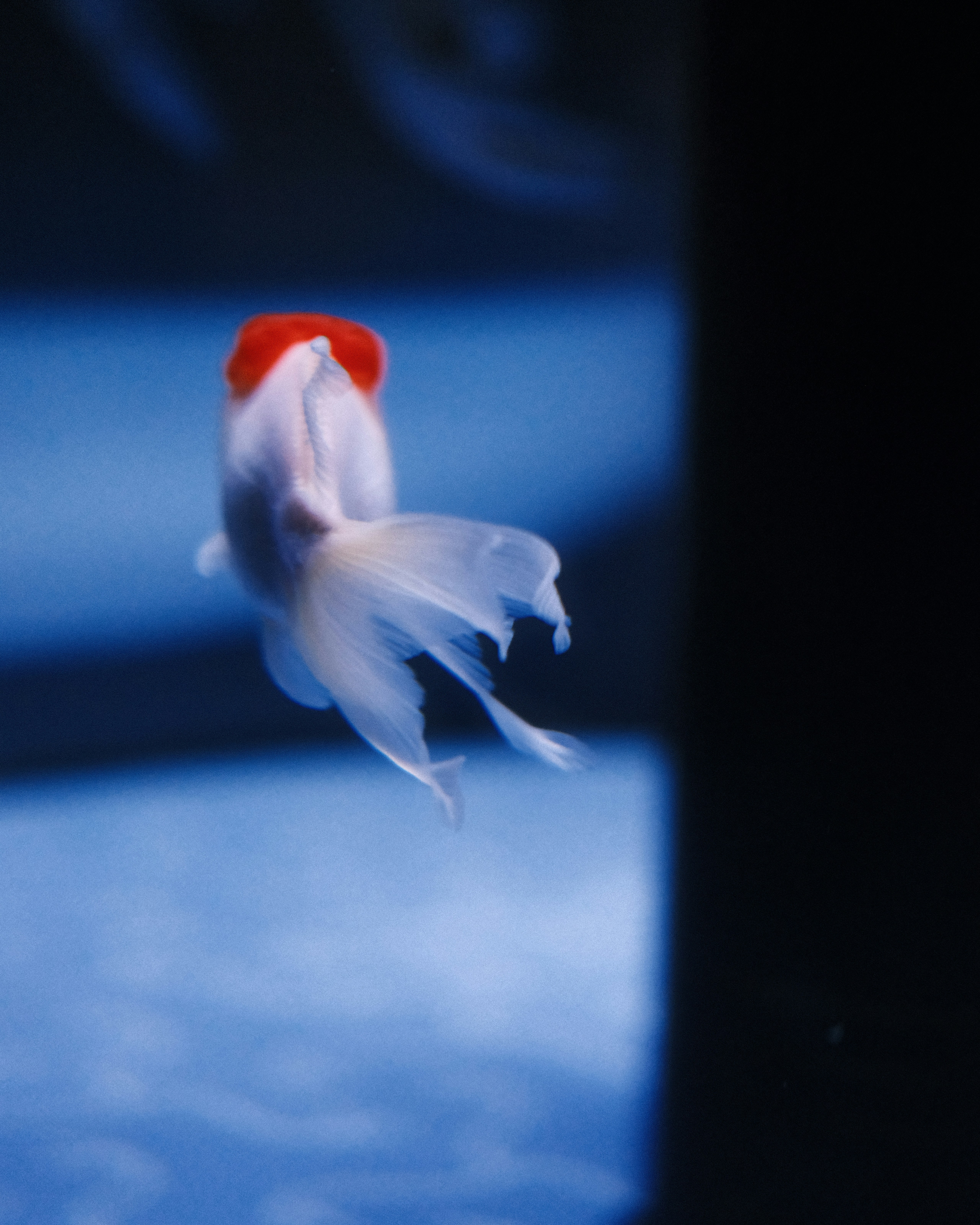 A white goldfish with a red cap swims.