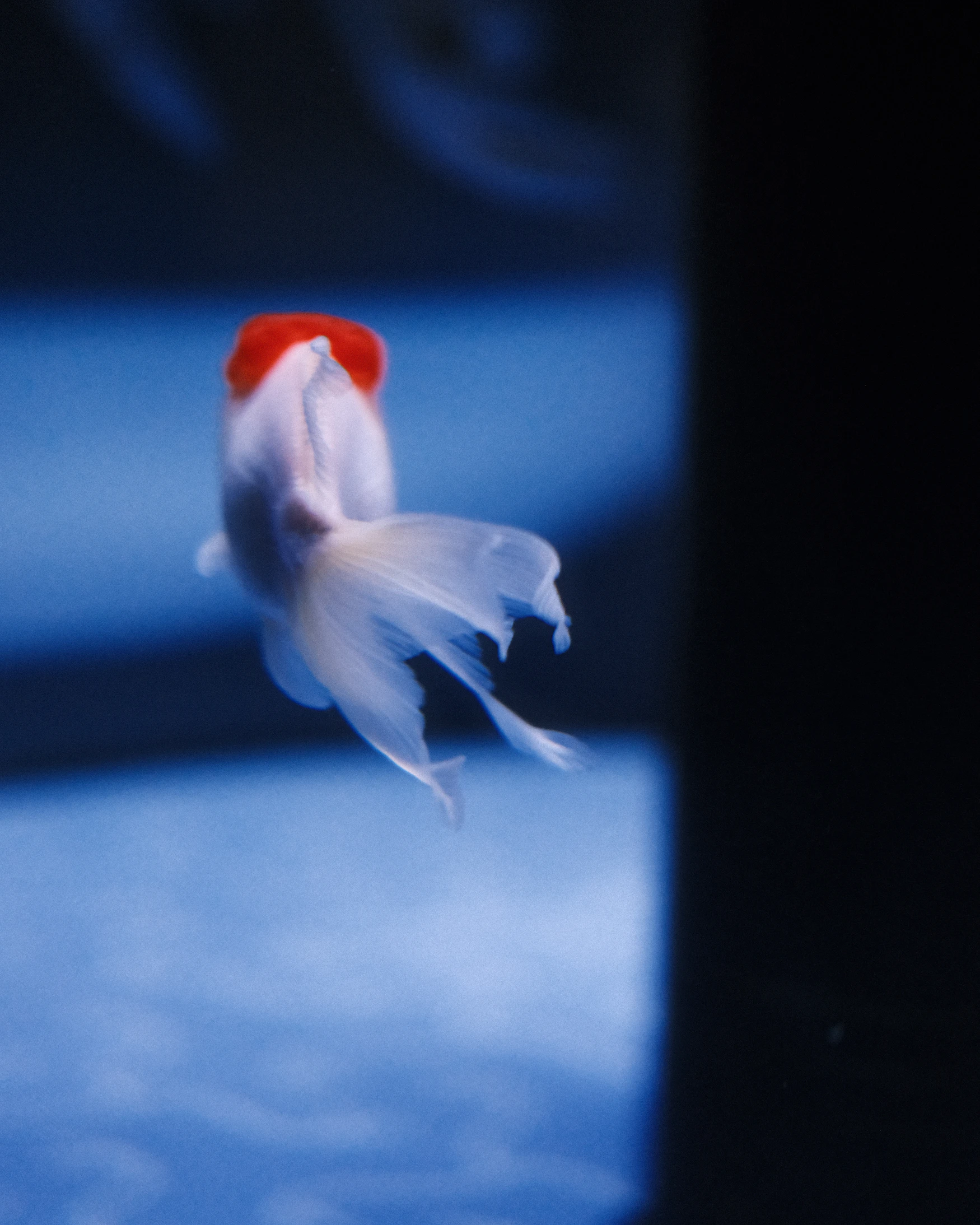 Red-and-white fancy goldfish drifting through aquarium water