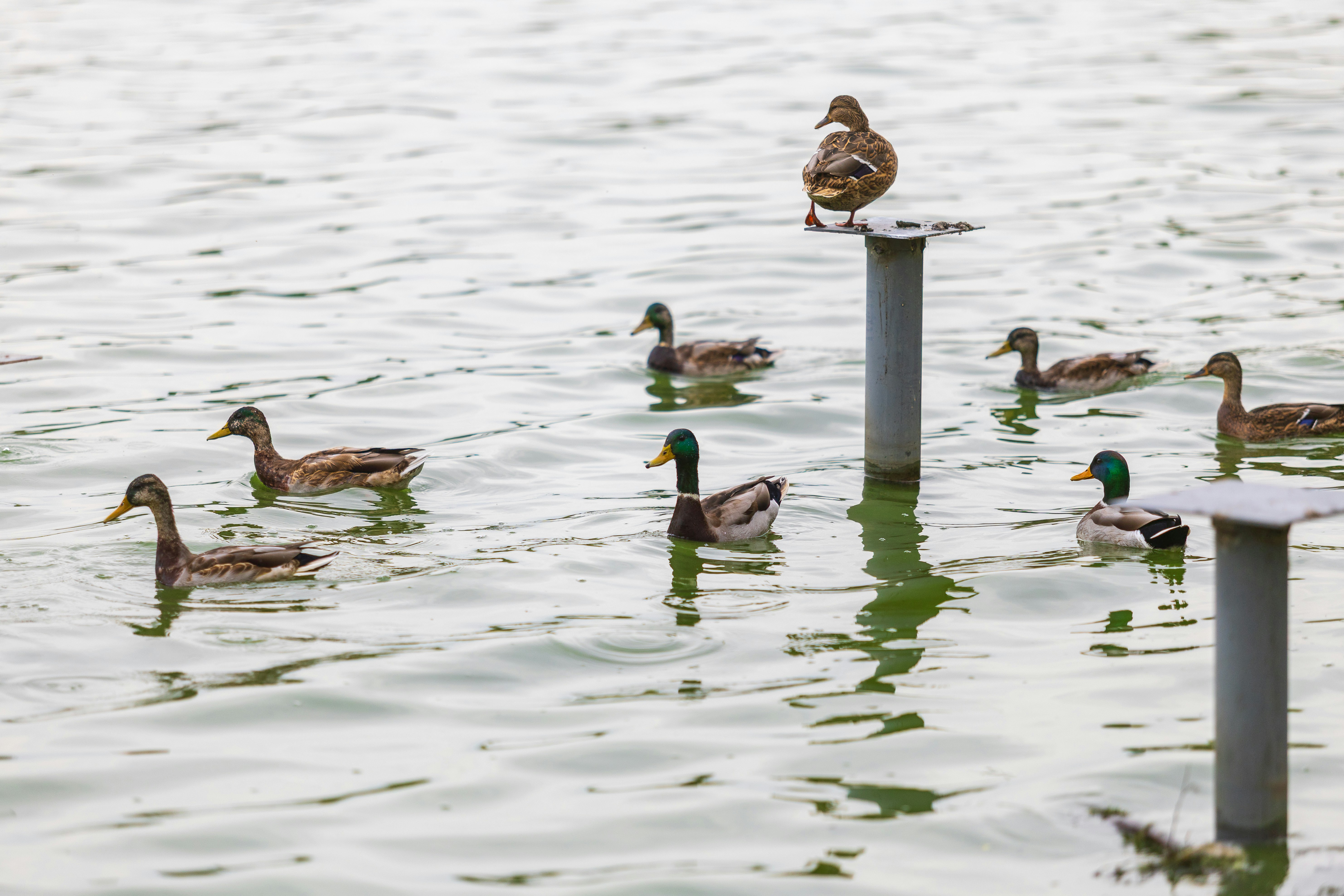 A group of ducks swimming in the water.