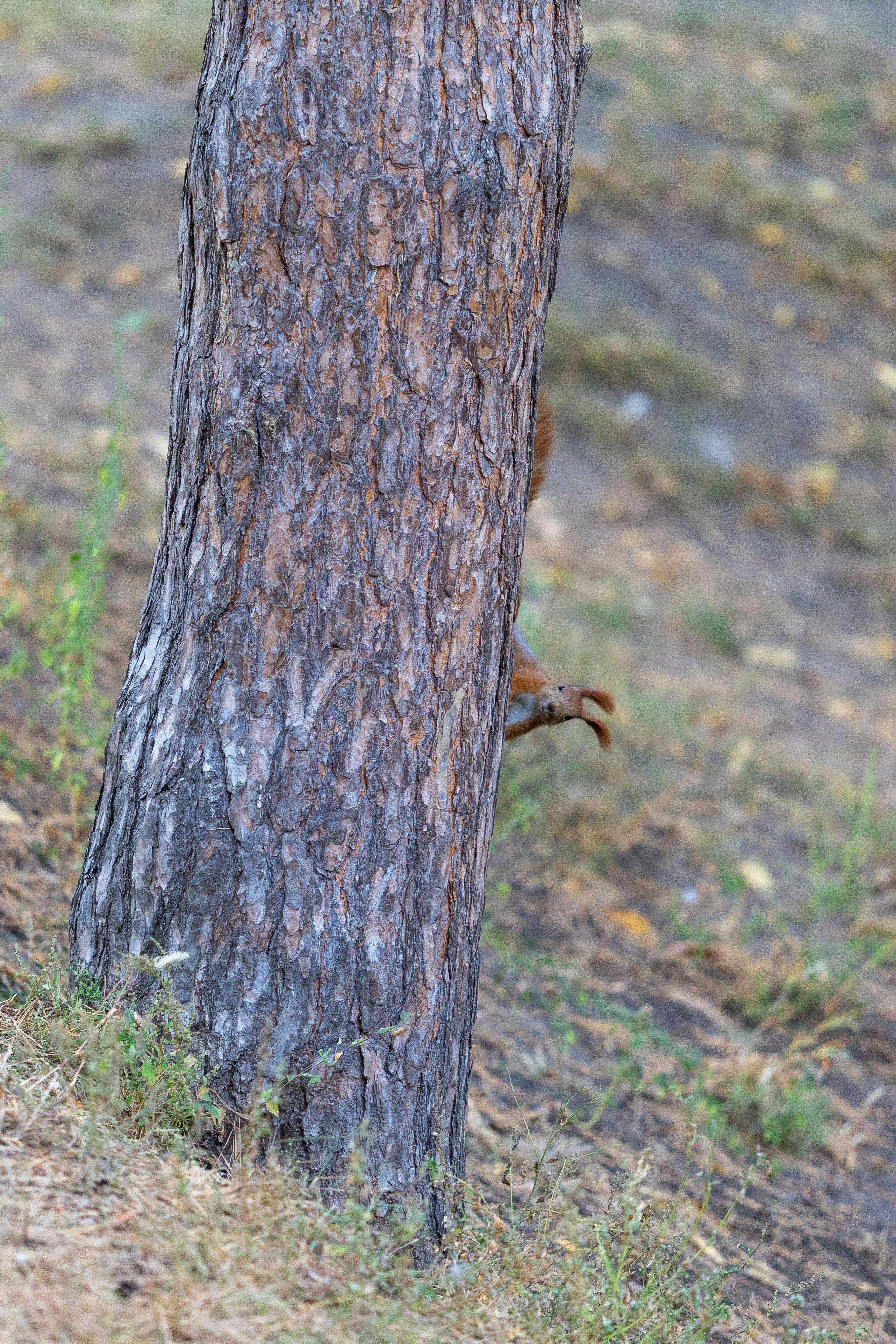Squirrel peeking from behind a tree trunk