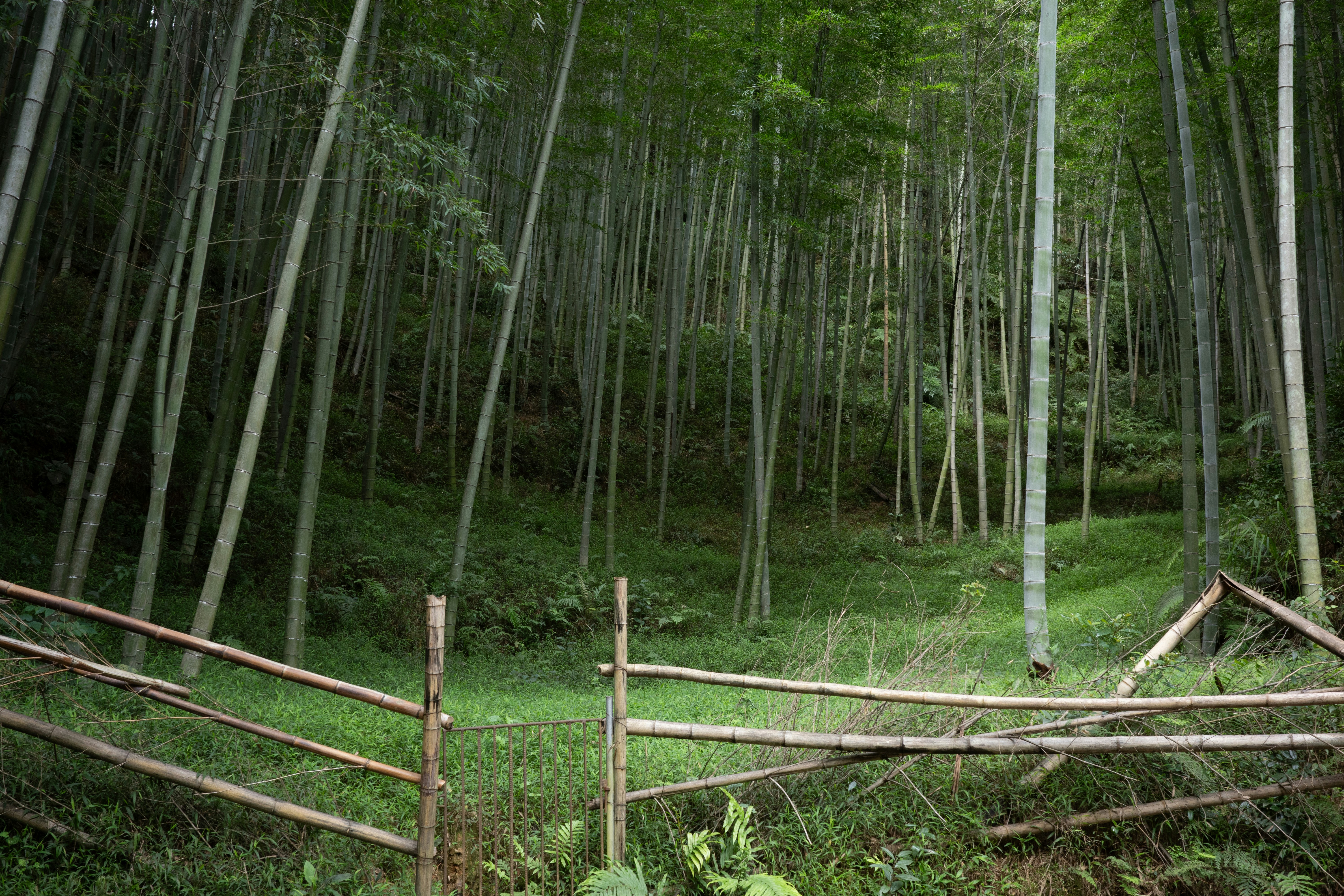 5월 담양 여행의 정석: 2026 대나무축제와 상품권 활용 완벽 가이드