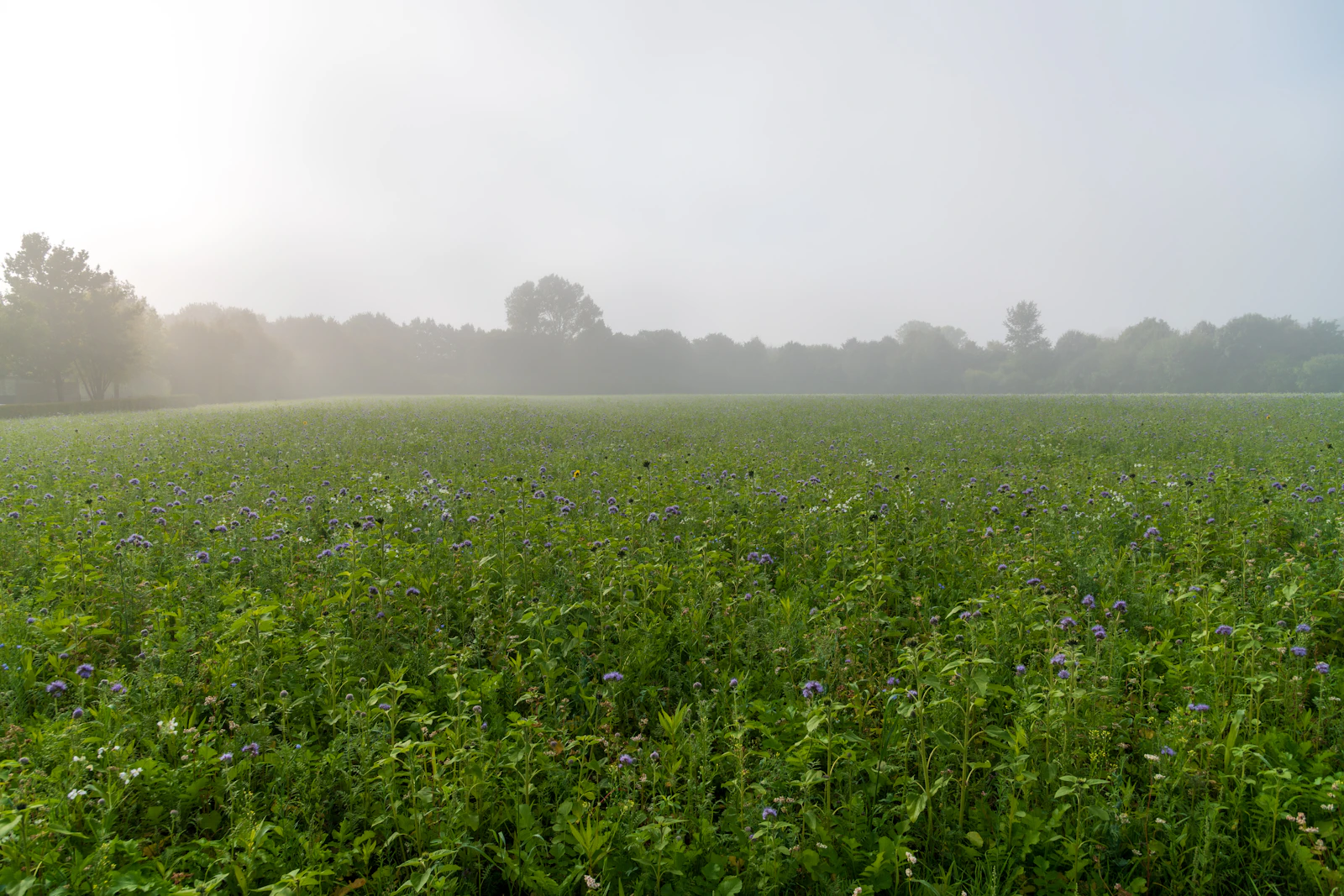 The Sites of the Battle of Princeton — And Why They Still Matter