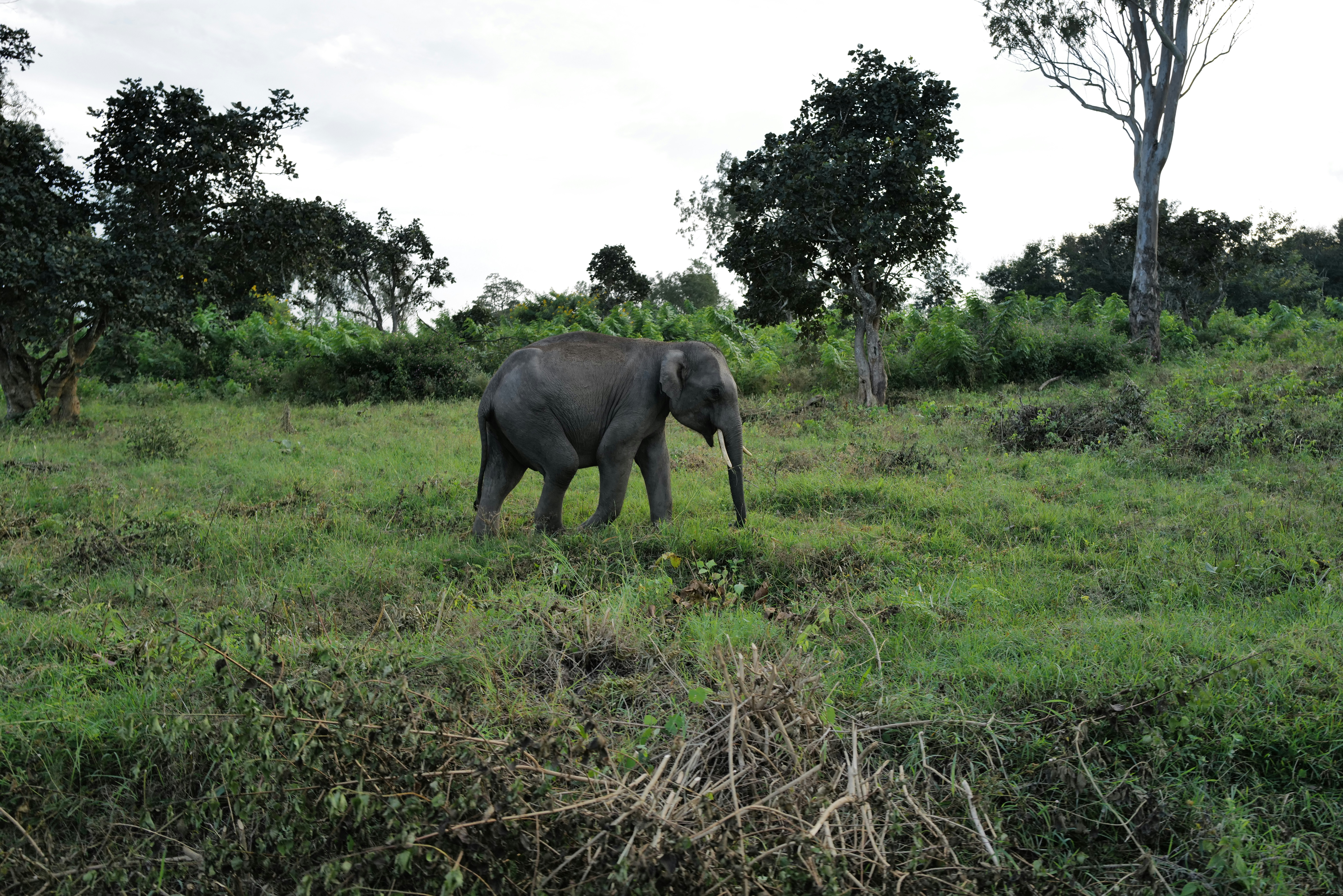 Photo by anitaramesh