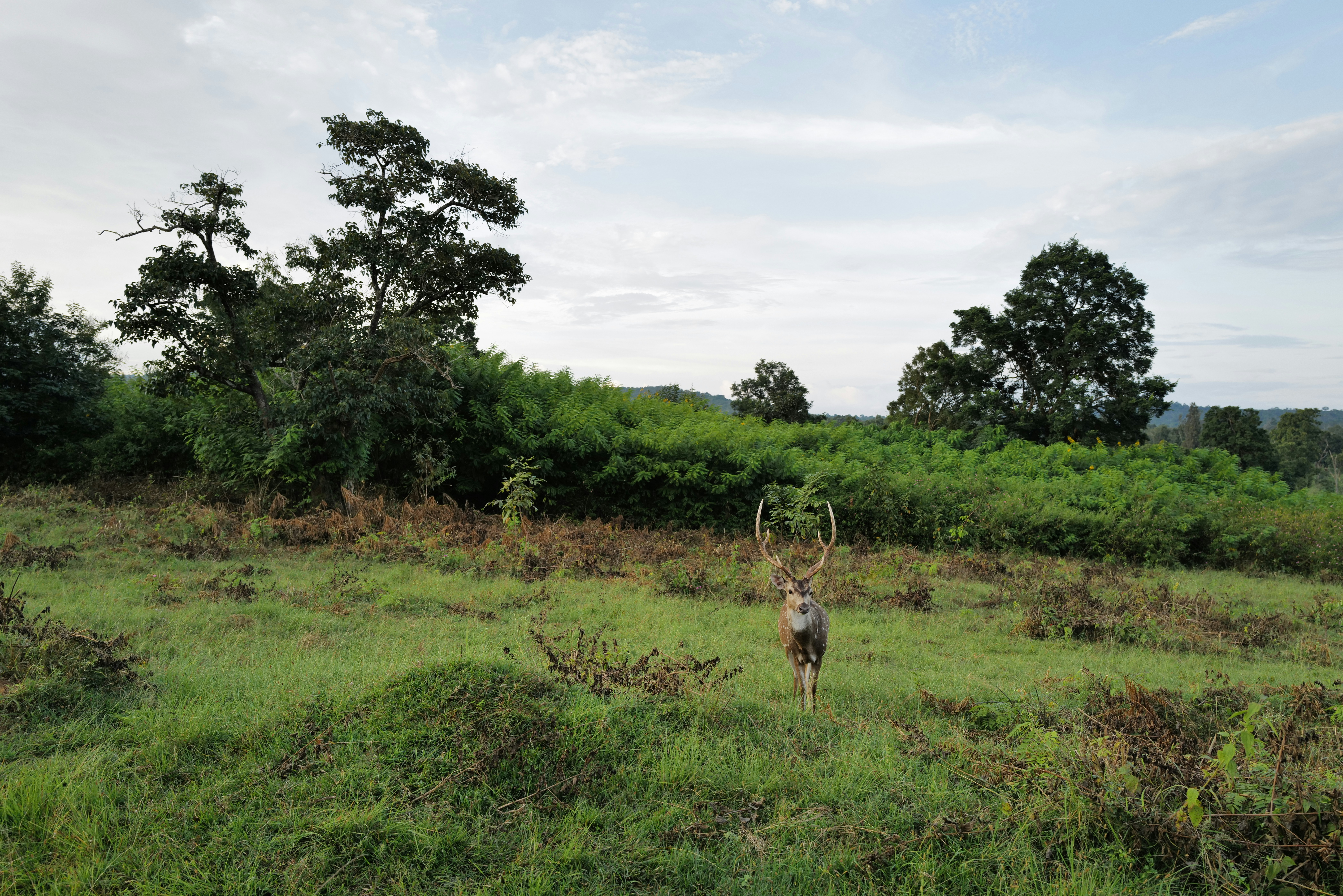 Oh deer, it's a buck!