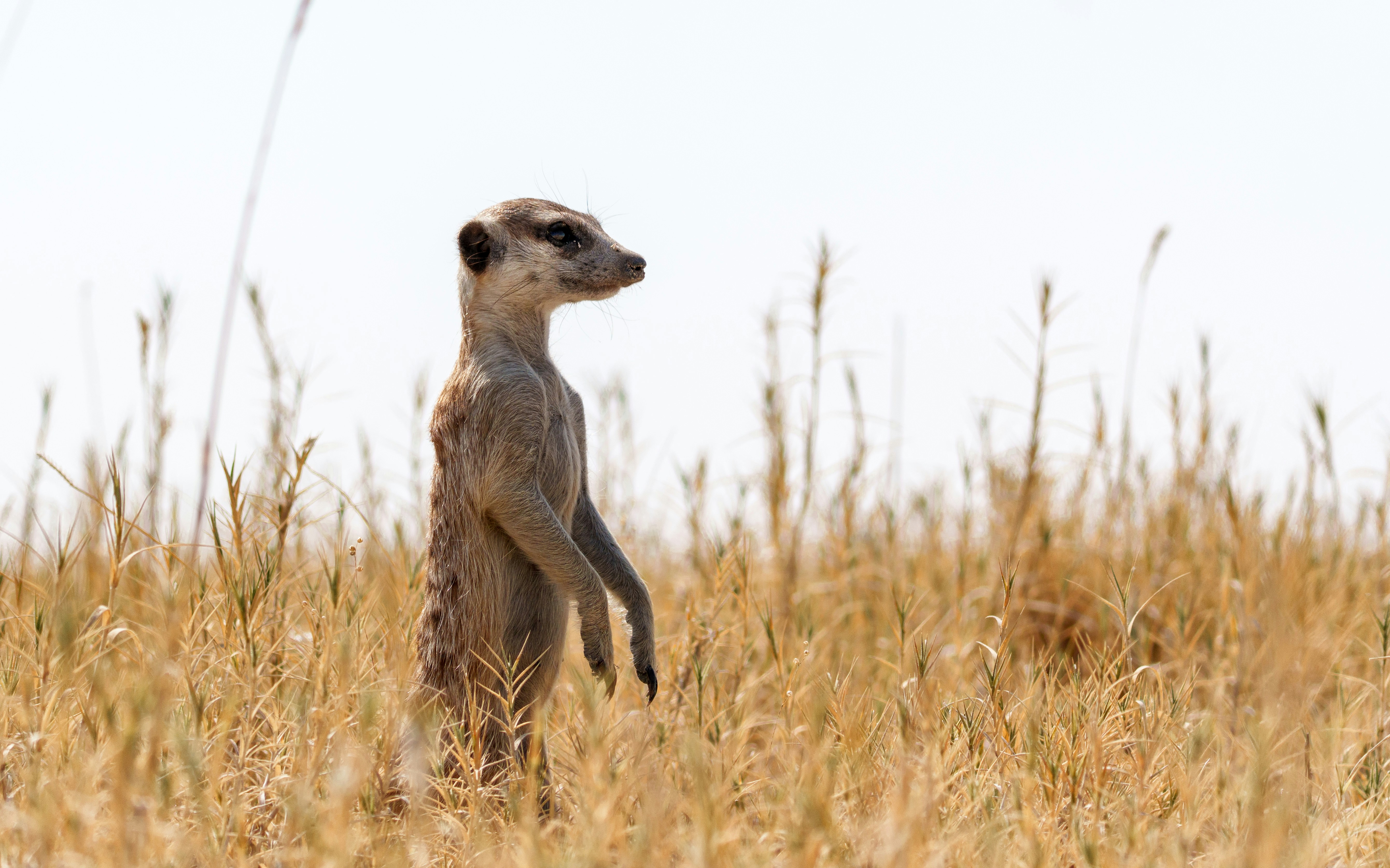 Makgadikgadi Pans, Botswana - A meerkat stands to look out over grass.
