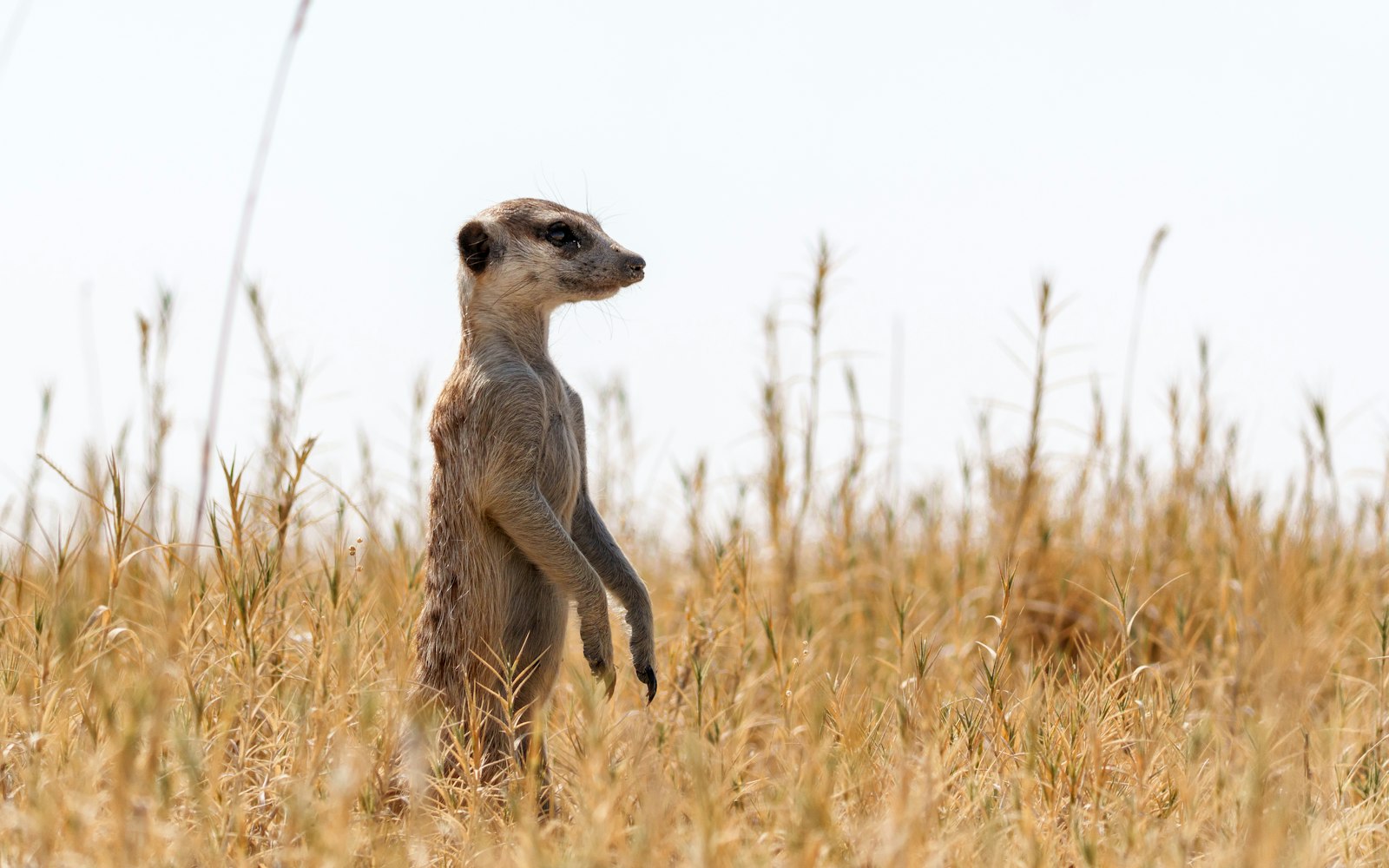 A meerkat standing upright on lookout among dry golden grass