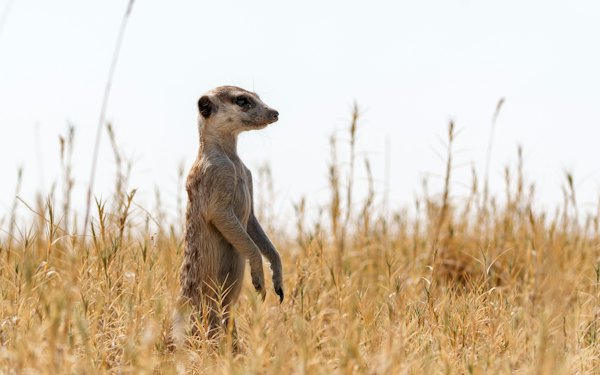 A meerkat standing sentry in the grass — Makgadikgadi Pans, Botswana