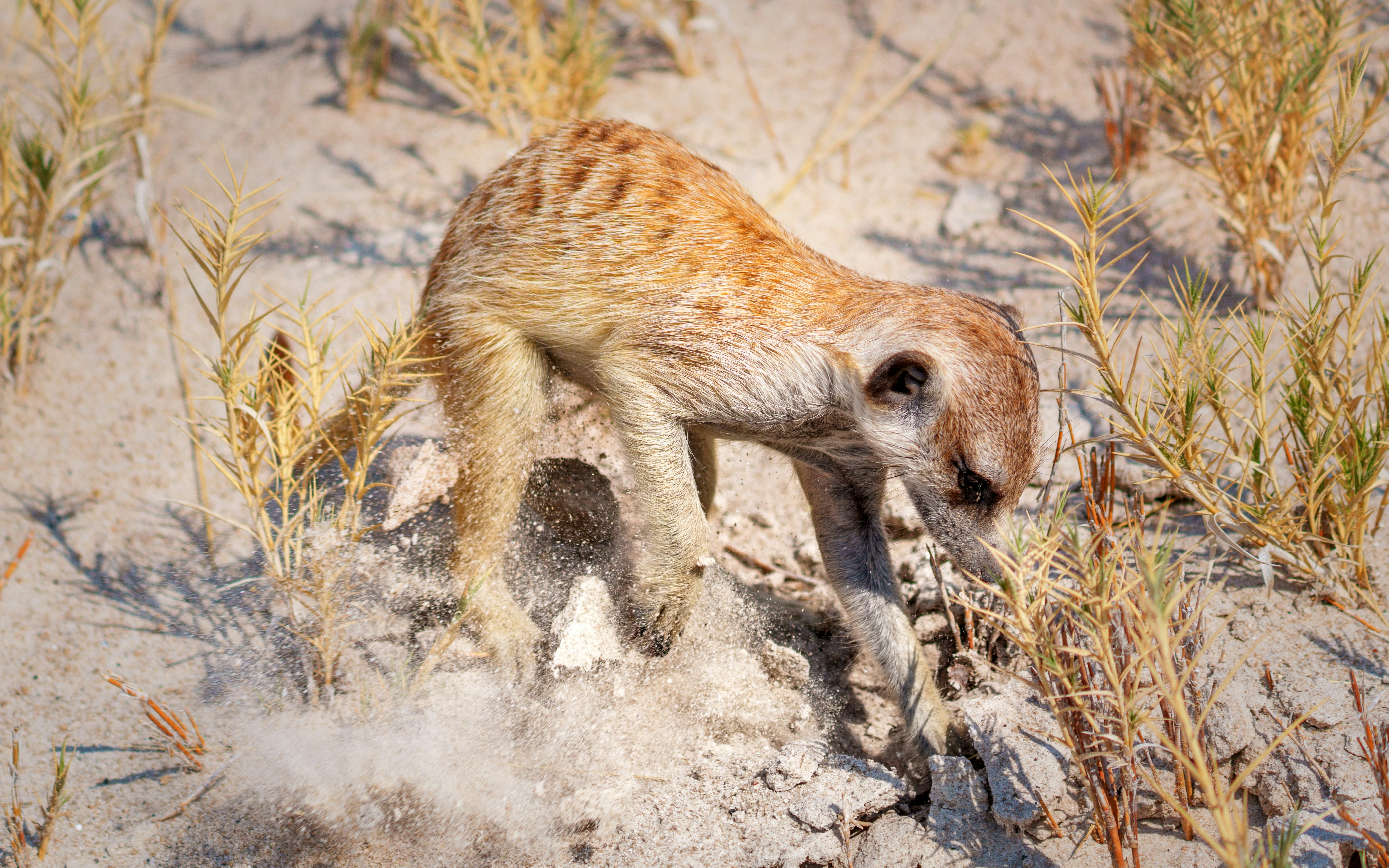 A meerkat digs in sandy terrain with dry grass.