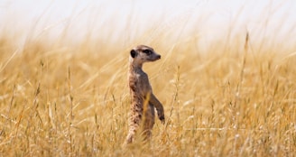 A meerkat stands alert in tall dry grass.