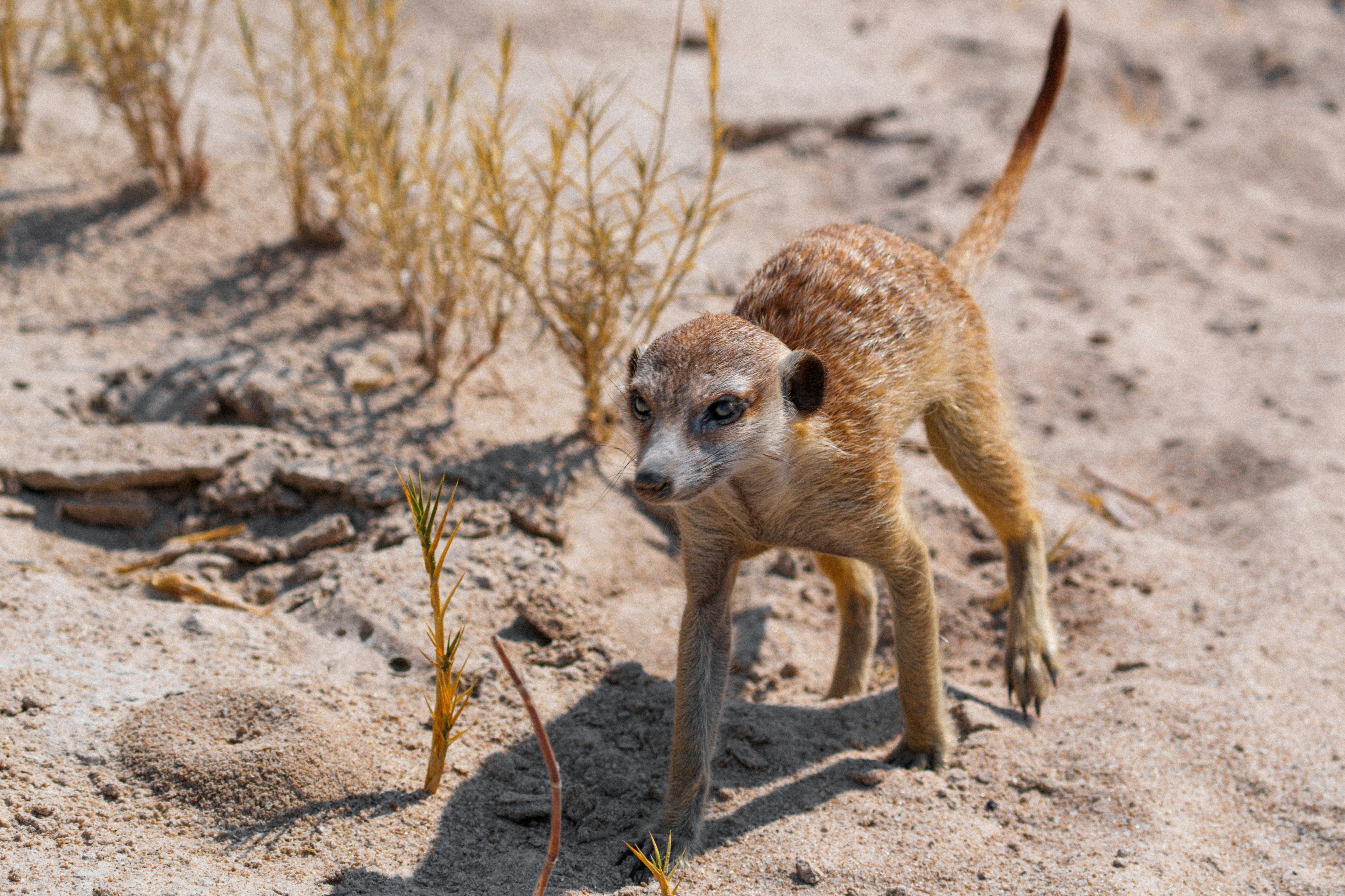 A meerkat walks across a sandy desert landscape.
