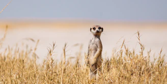 A meerkat stands alert in dry grass.