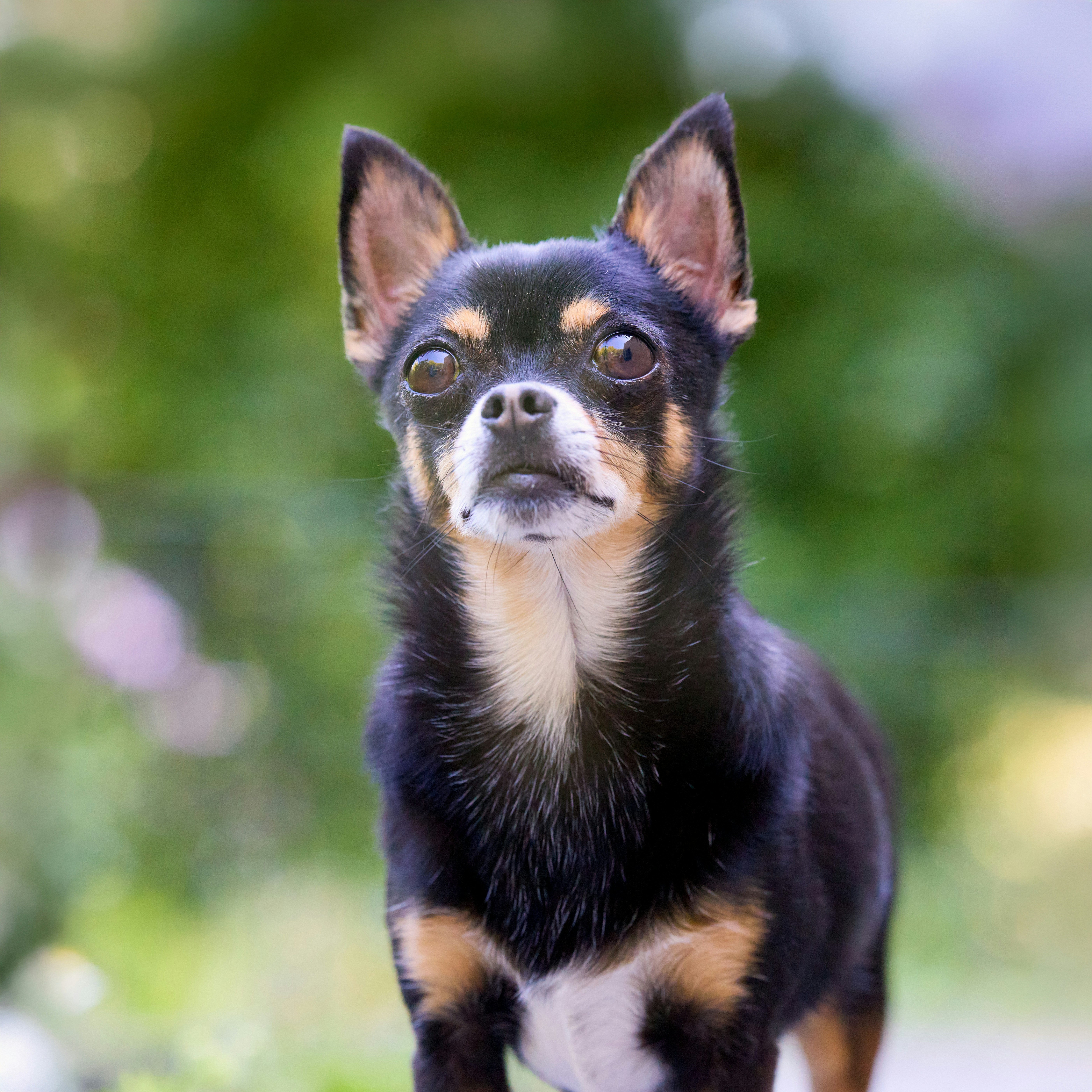 Un piccolo chihuahua nero focato guarda in alto con attenzione. foto –  Immagine gratis di Ritratto su Unsplash, image size:3000x3000