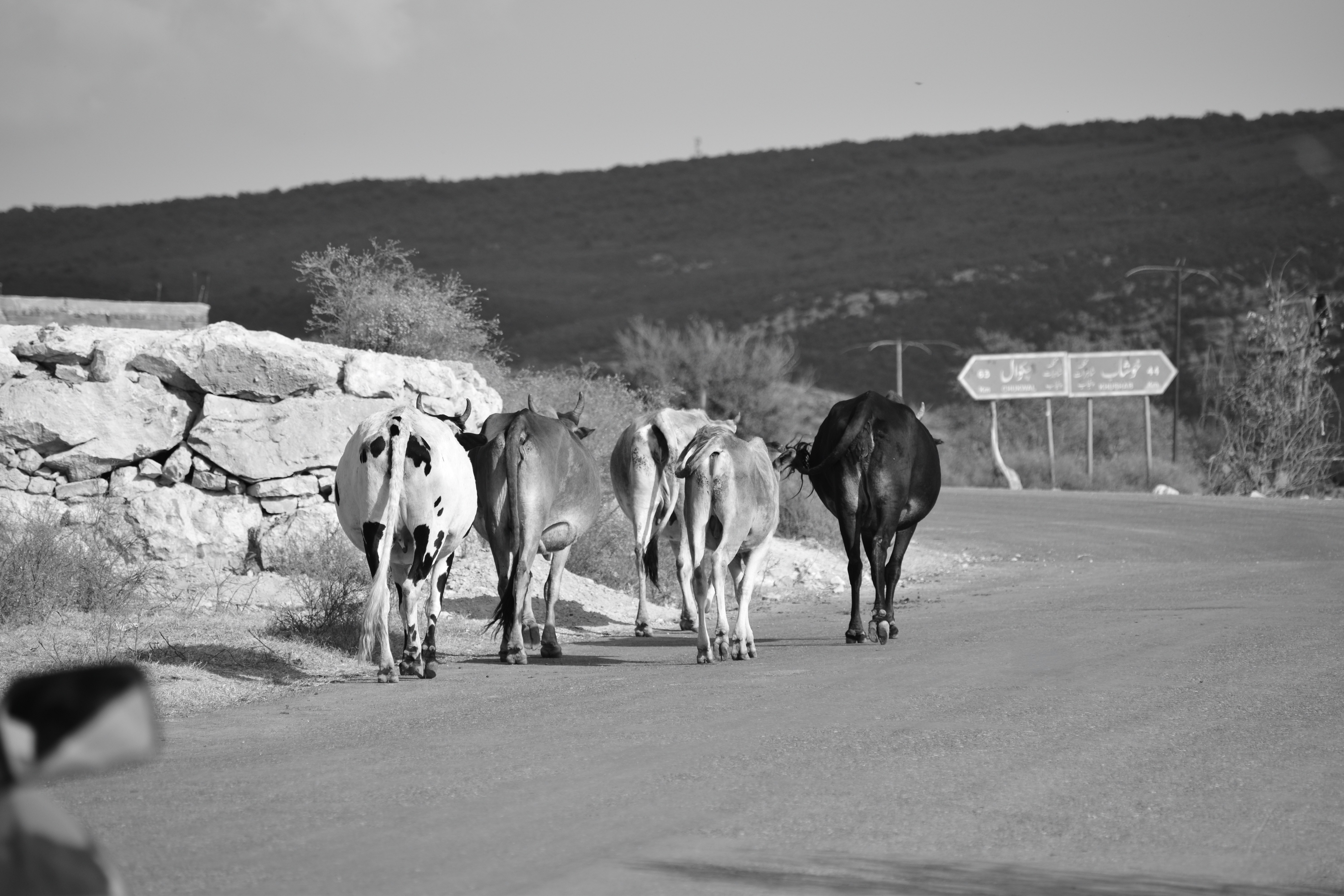 Cows walking on a road with hills behind.