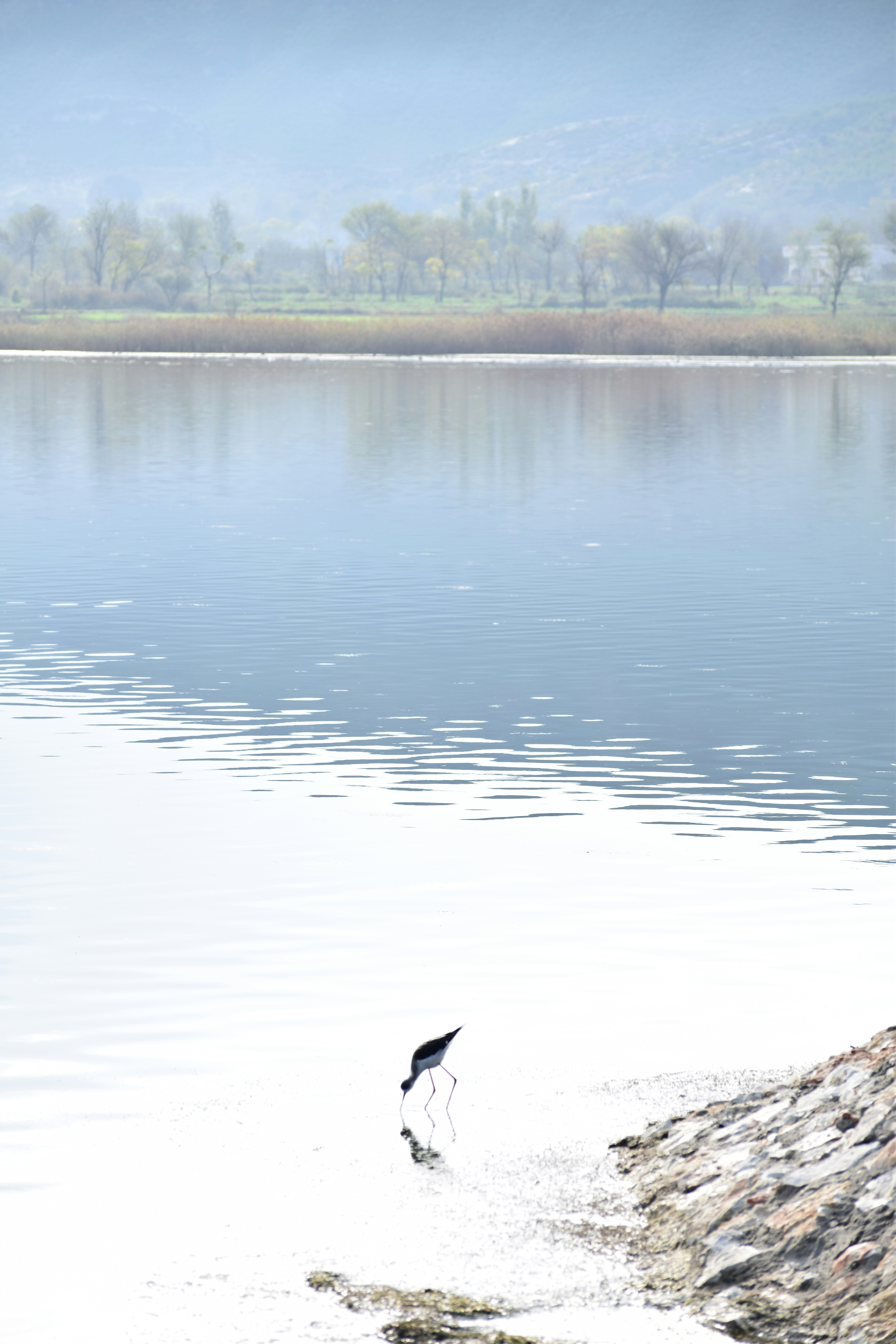 A solitary bird drinks from a calm lake shore.