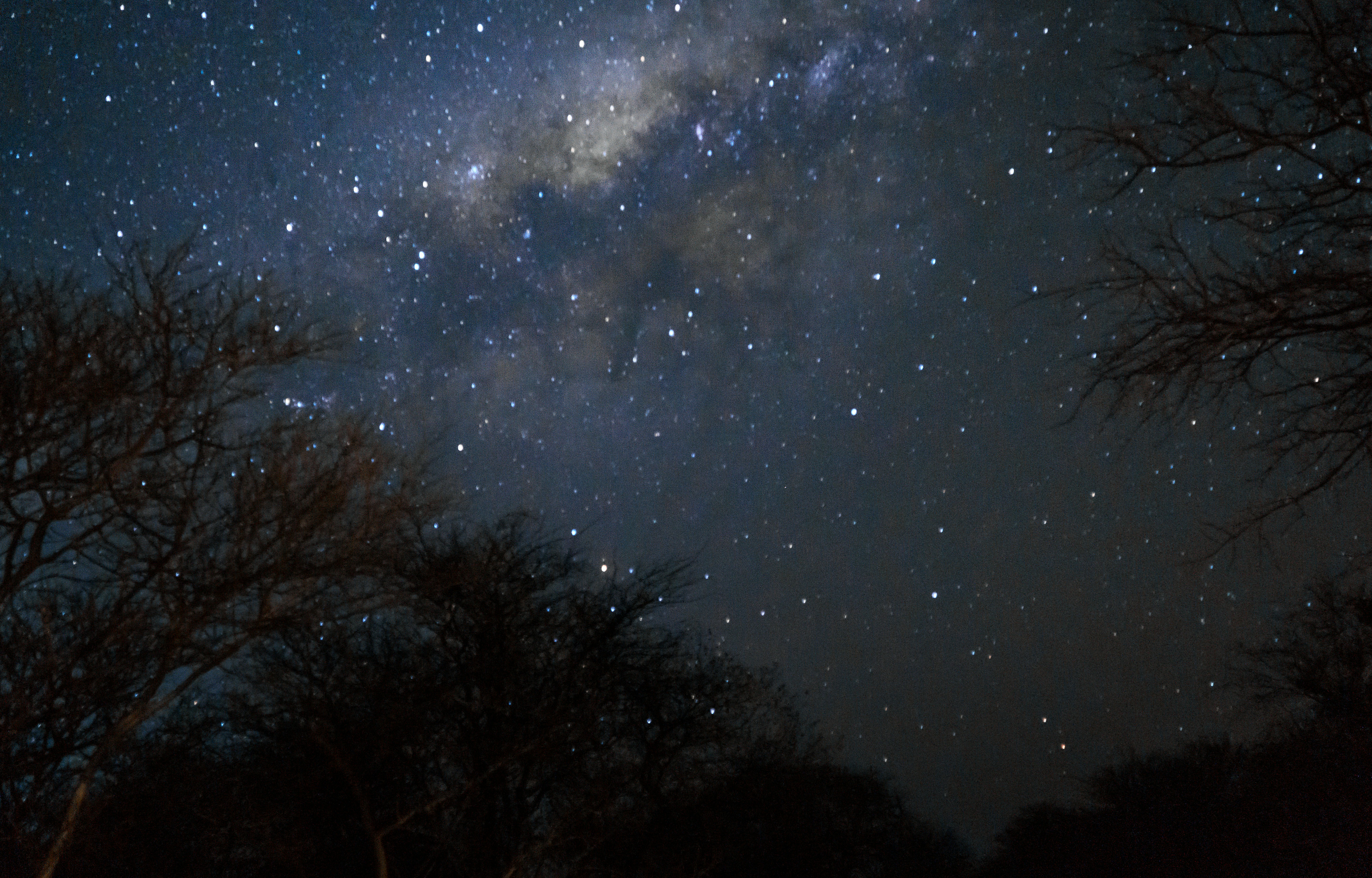 Tree, stars, galaxy.