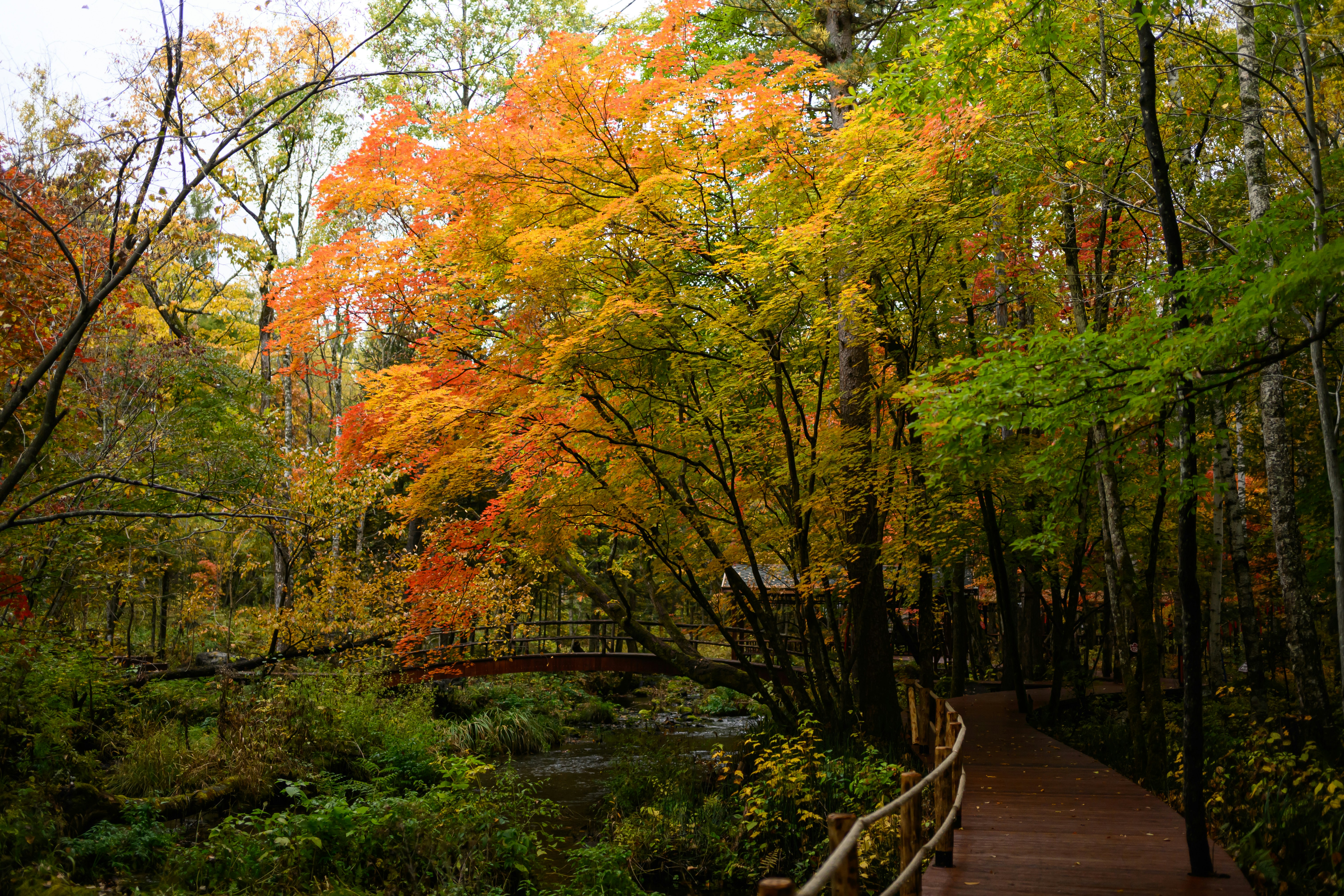Wooden walkway through autumn forest with colorful trees.