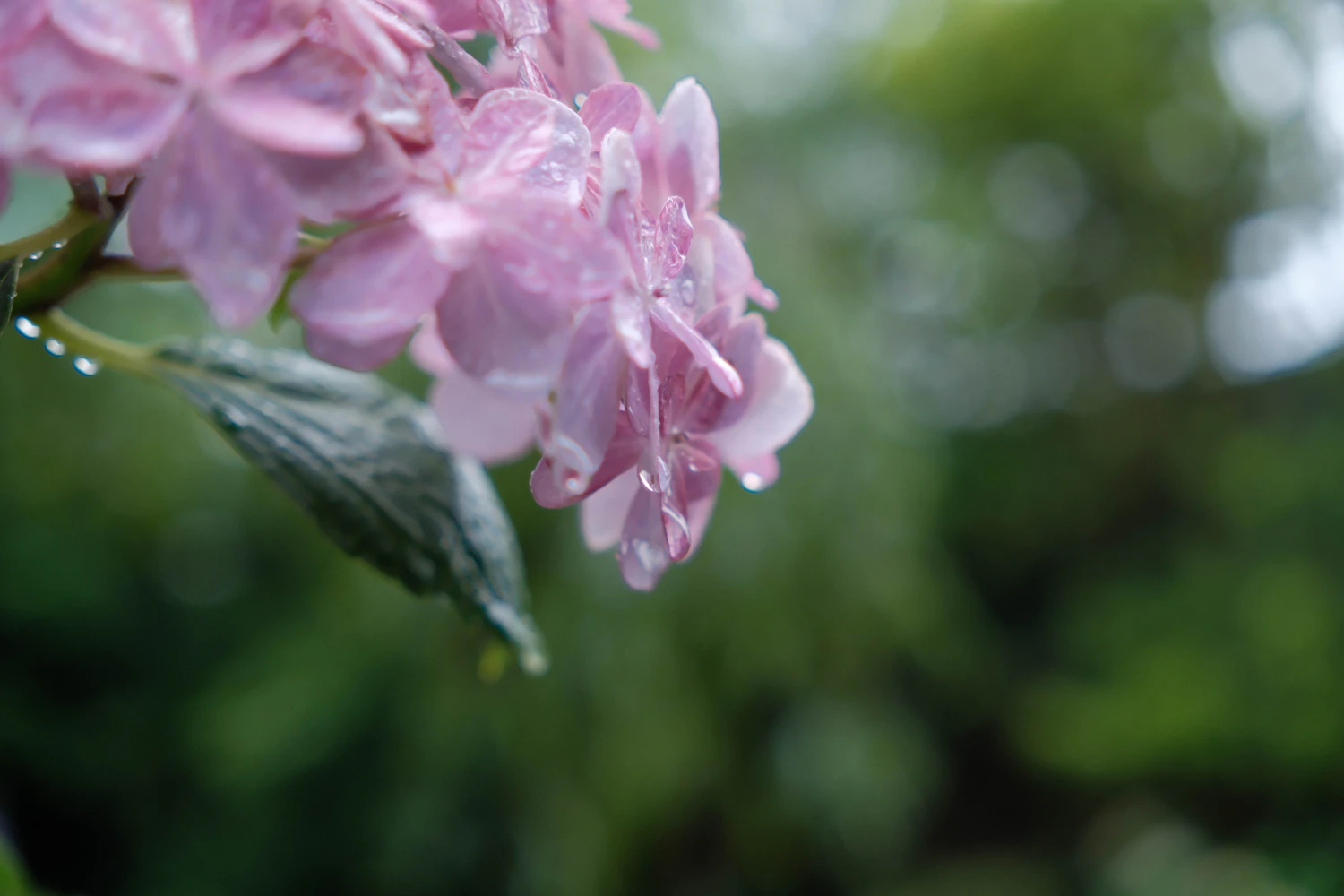 Pink hydrangea heads still holding rain, photographed close in flat afternoon light