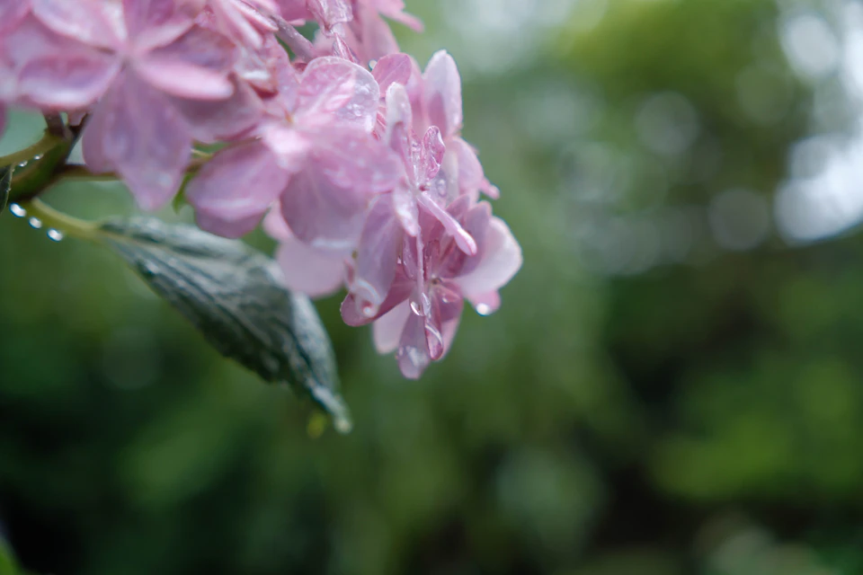 Pink hydrangea flowers in bloom with rain droplets after a tsuyu shower