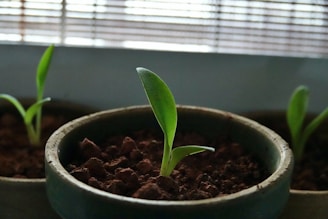 Three young plants growing in small pots