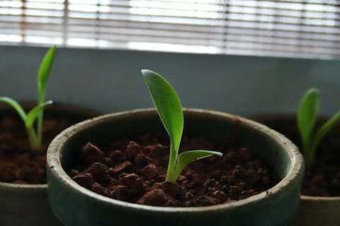 Three young plants growing in small pots